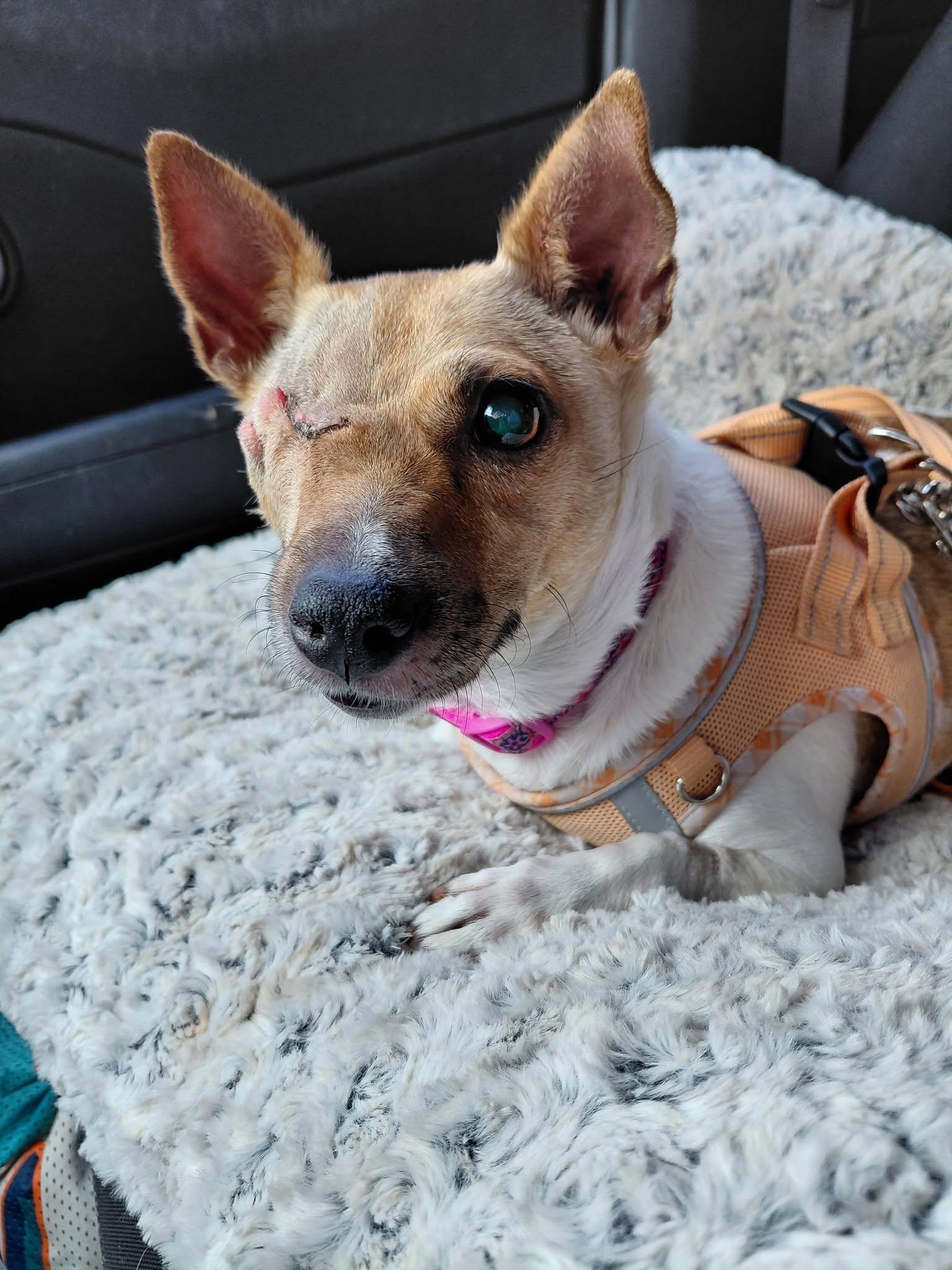 Enlarge Glenda, a ADOPTABLE Rat Terrier in Jacksonville, FL image 1/1