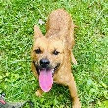 Tonka RDS, Adoptable, Young Male Corgi & Shepherd.