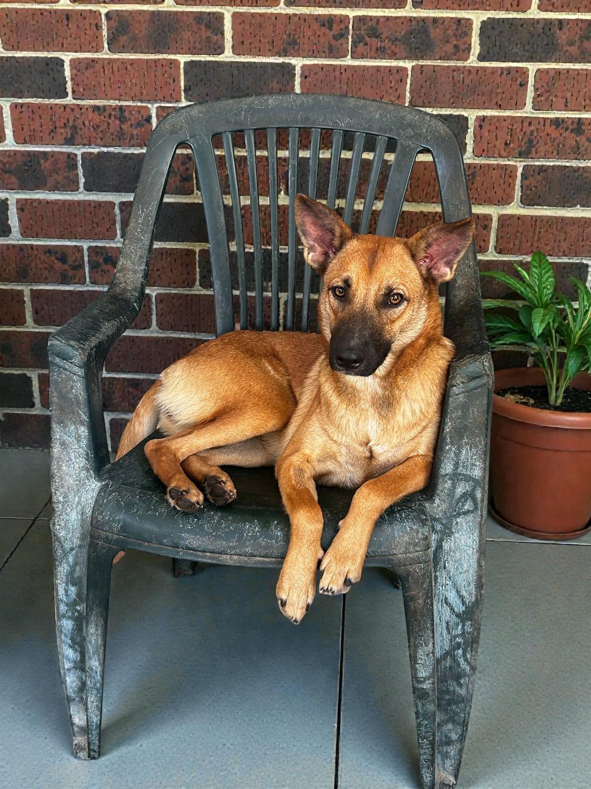 Enlarge Lola, a Adoptable mixed breed in Victoria, BC image 6/6