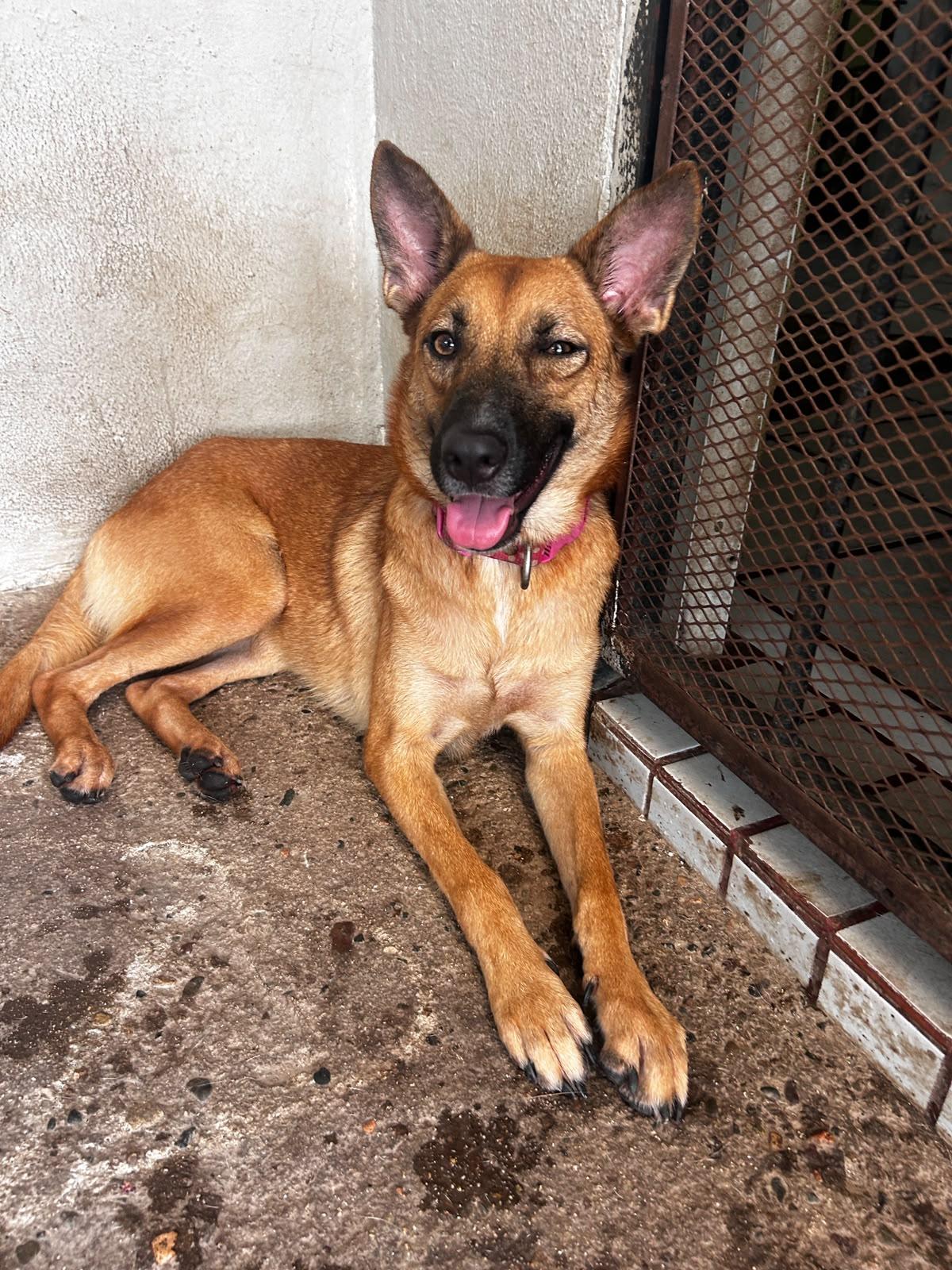 Enlarge Lola, a Adoptable mixed breed in Victoria, BC image 2/6
