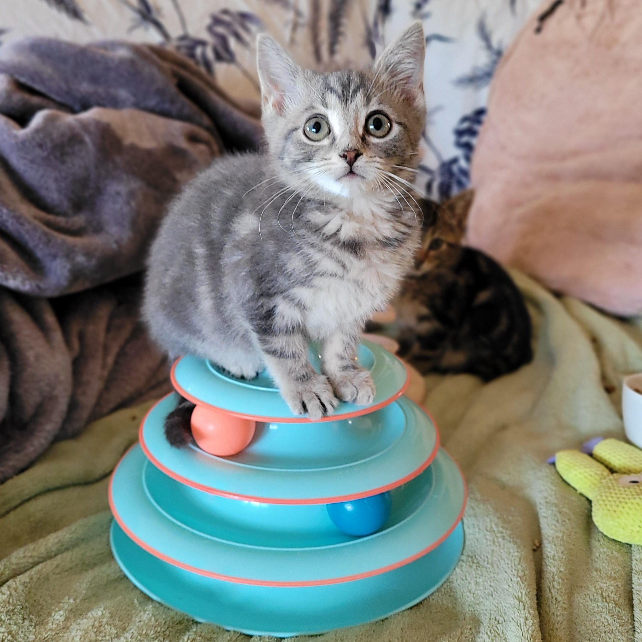 Felicity, a Adoptable Domestic Short Hair in Whitestown, IN image 2/3