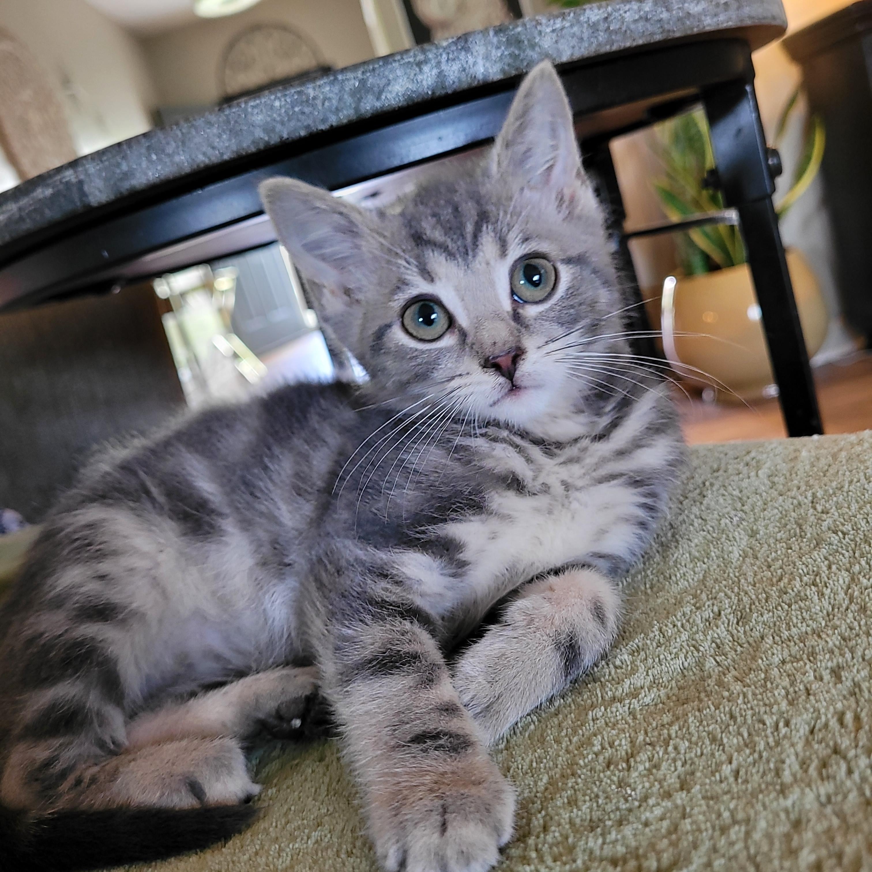 Felicity, Adoptable, Young Female Domestic Short Hair.