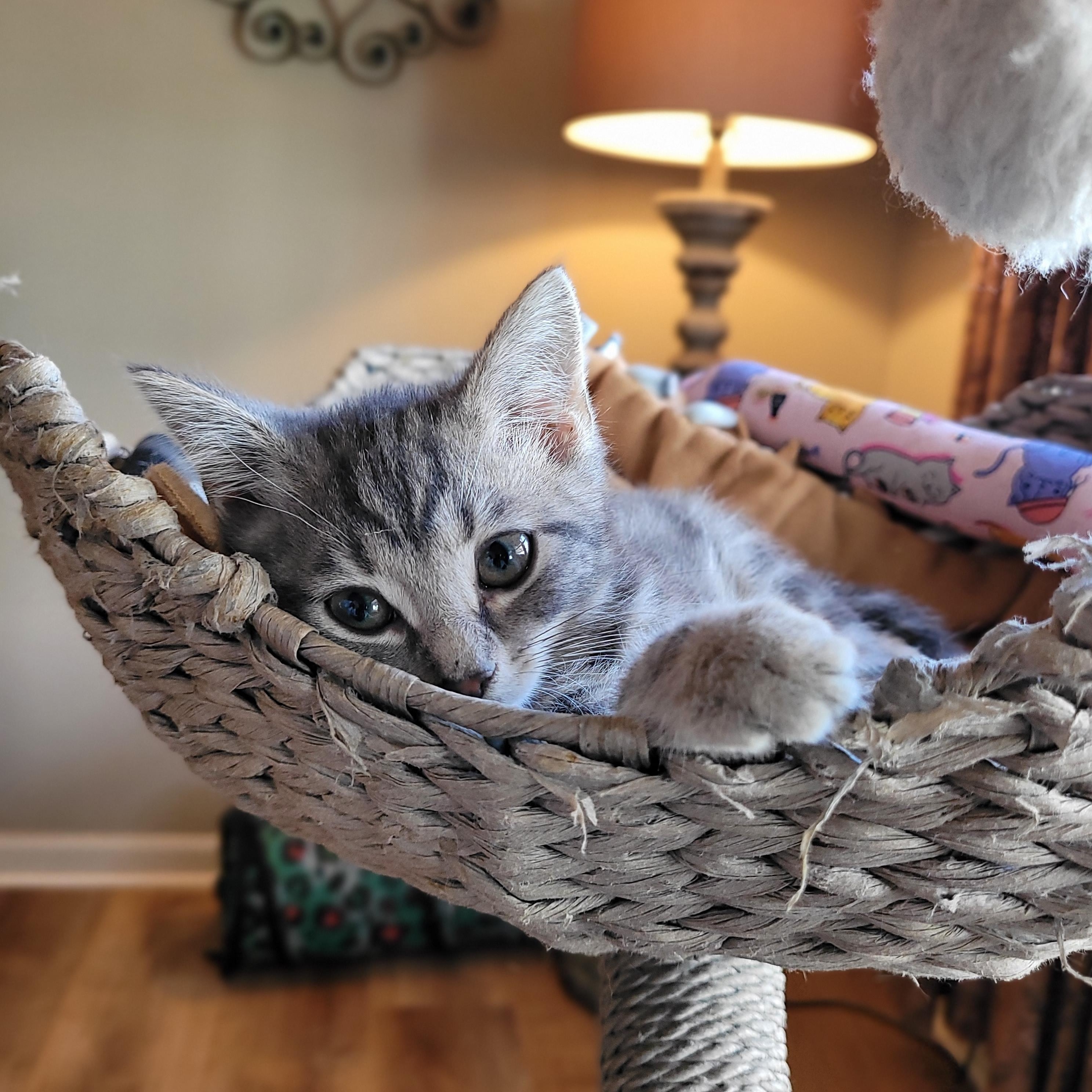 Felicity, a Adoptable Domestic Short Hair in Whitestown, IN image 3/3