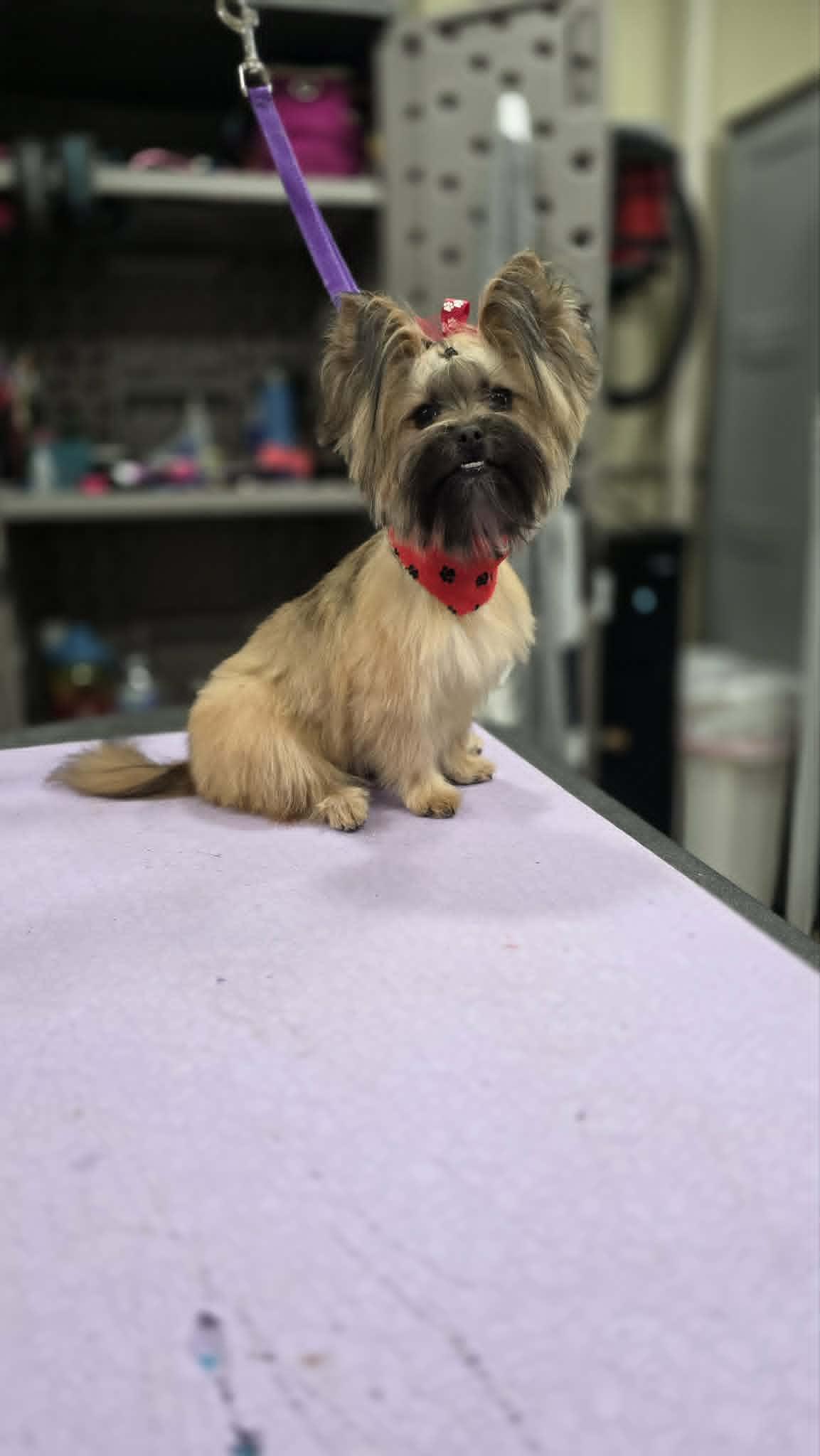 Eevee, Adopted, Young Female Yorkshire Terrier & Pomeranian.