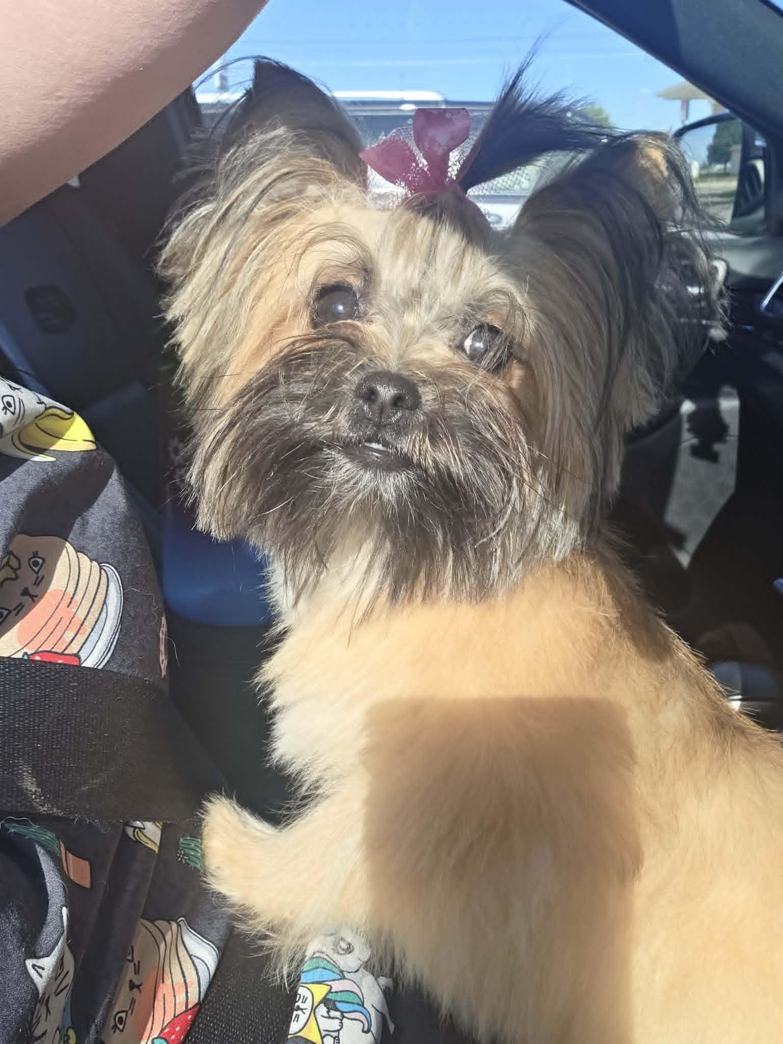 Enlarge Eevee, a Adopted mixed breed in Coralville, IA image 2/3