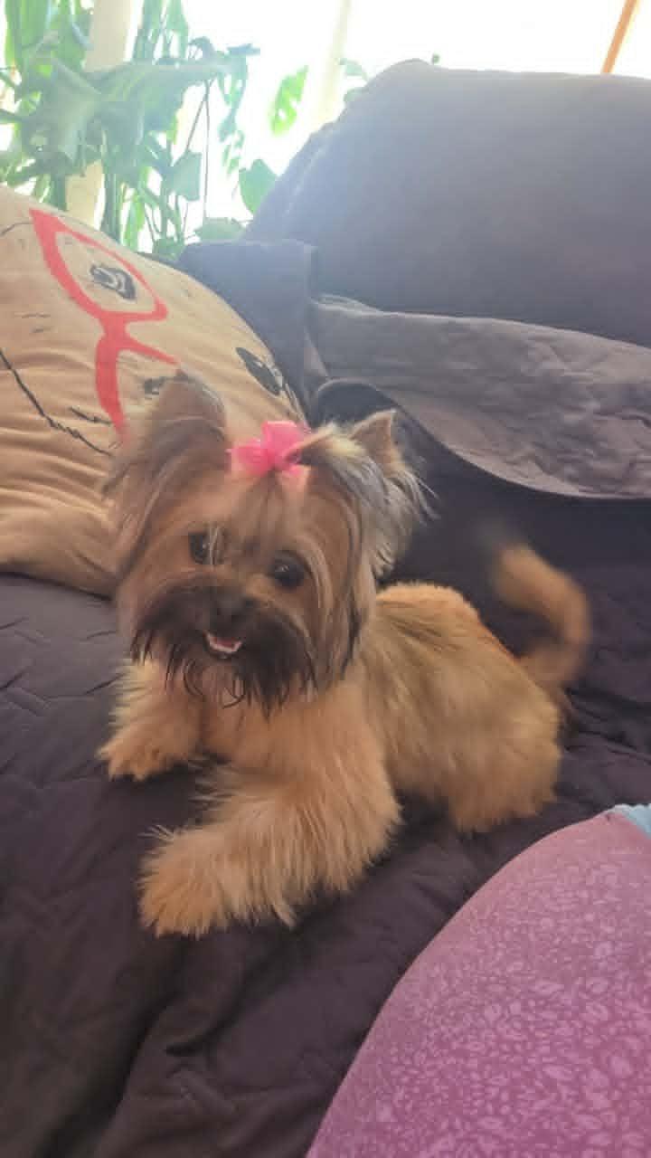 Enlarge Eevee, a Adopted mixed breed in Coralville, IA image 3/3