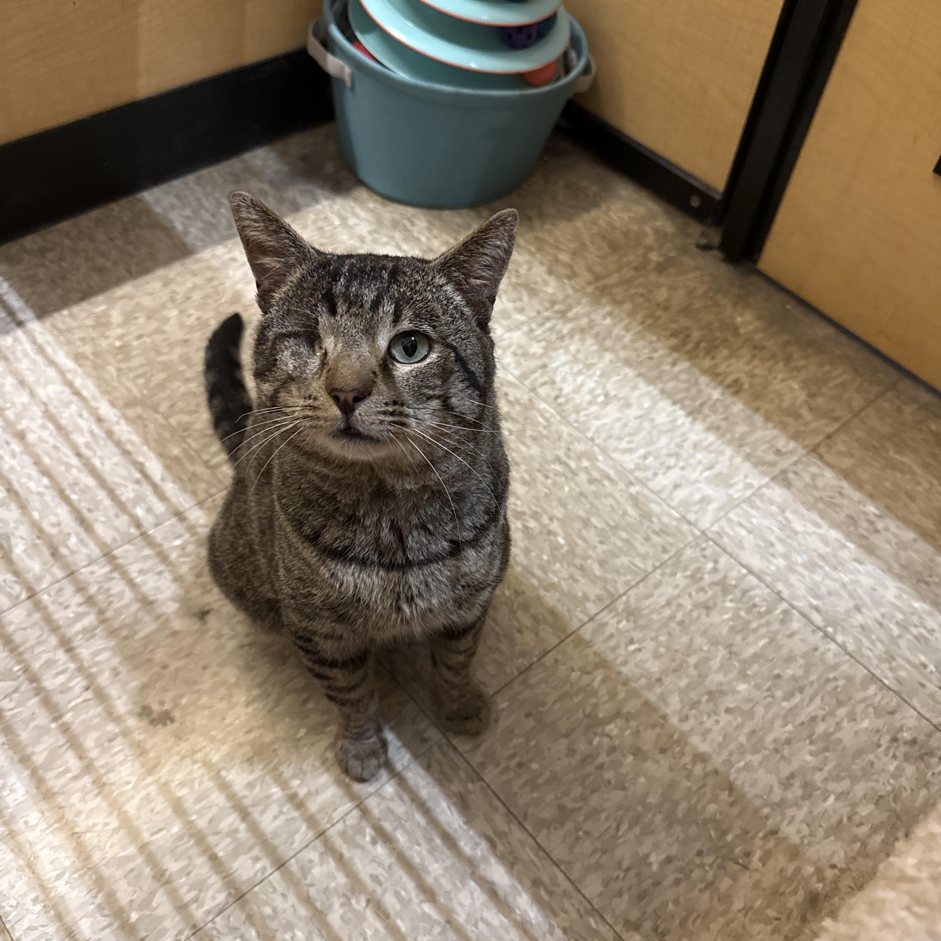 Enlarge Captain Jack, a ADOPTABLE mixed breed in El Segundo, CA image 1/6