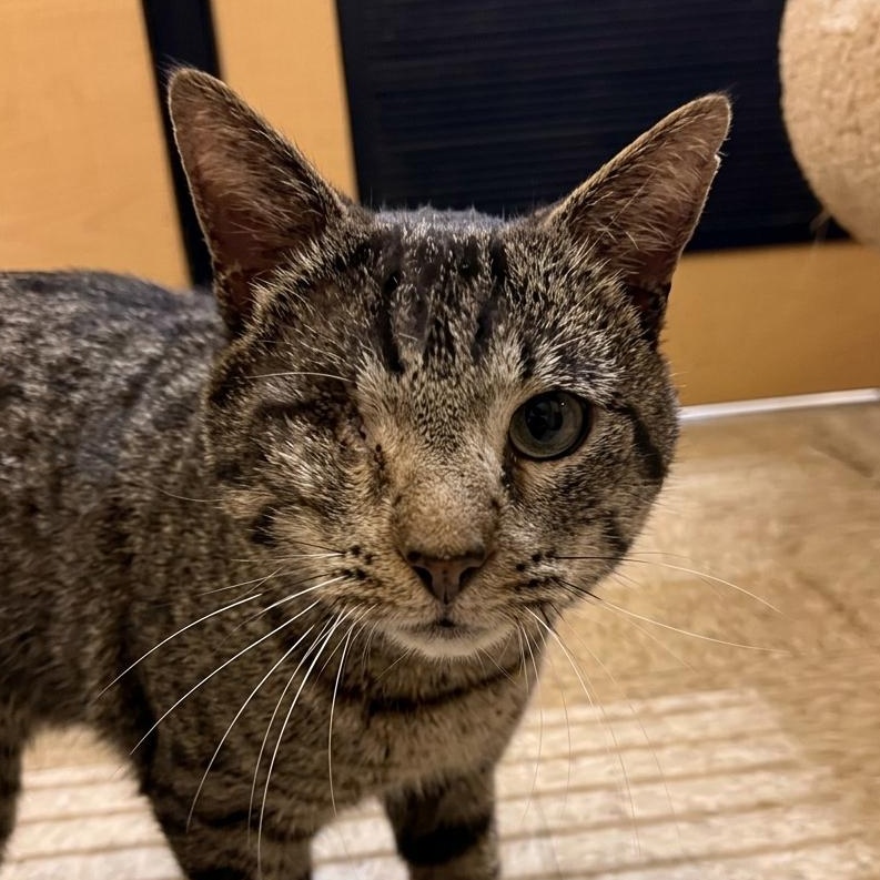 Captain Jack, ADOPTABLE, Young Male Tabby & Domestic Short Hair.