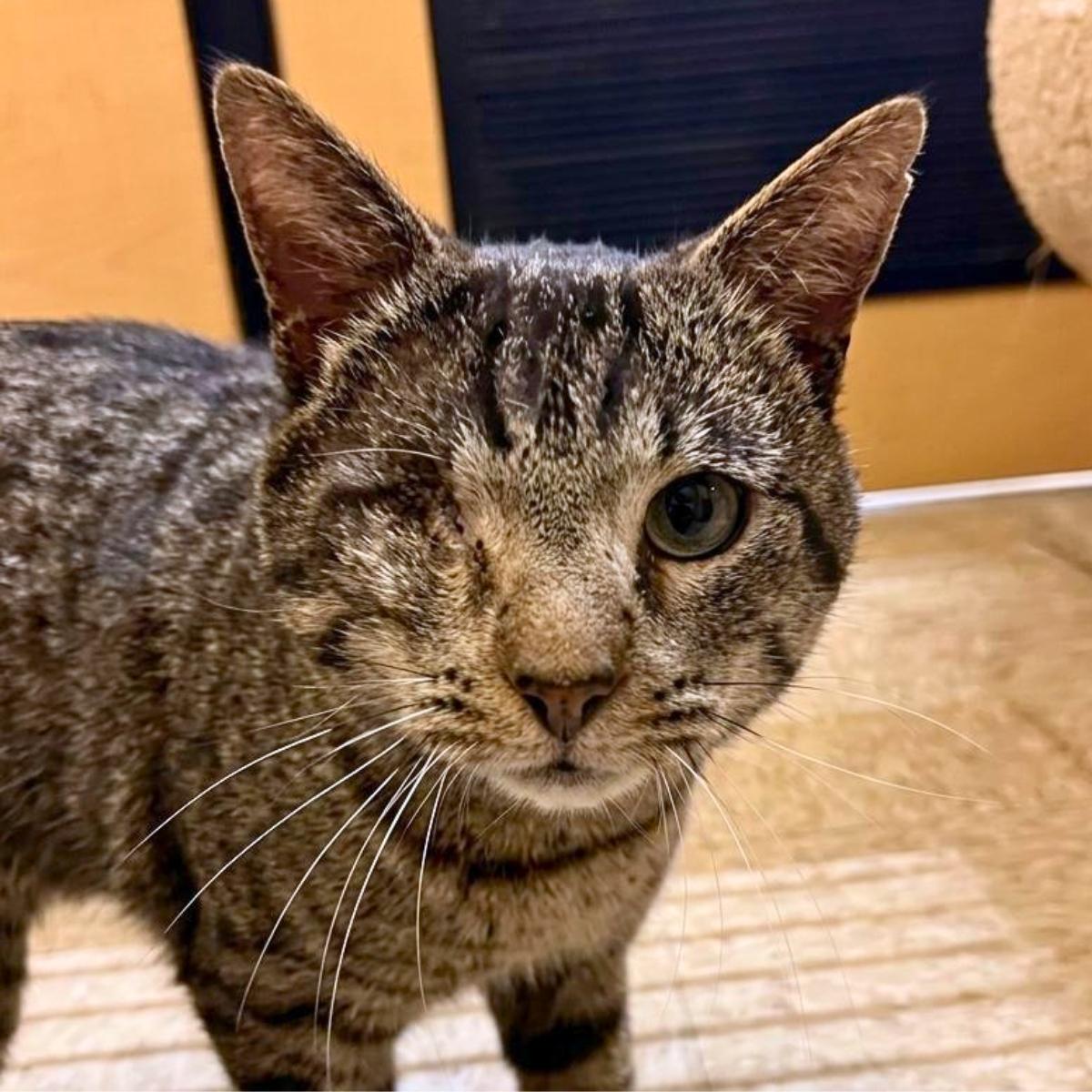 Captain Jack, a ADOPTABLE mixed breed in El Segundo, CA image 4/6