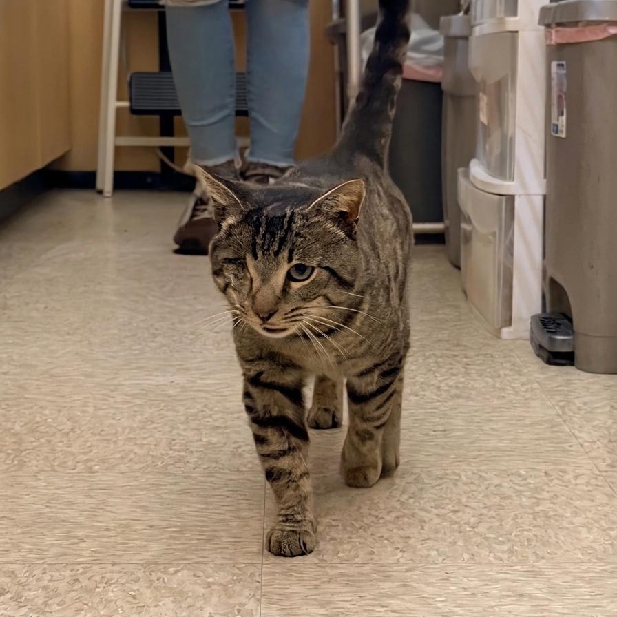 Enlarge Captain Jack, a ADOPTABLE mixed breed in El Segundo, CA image 2/4