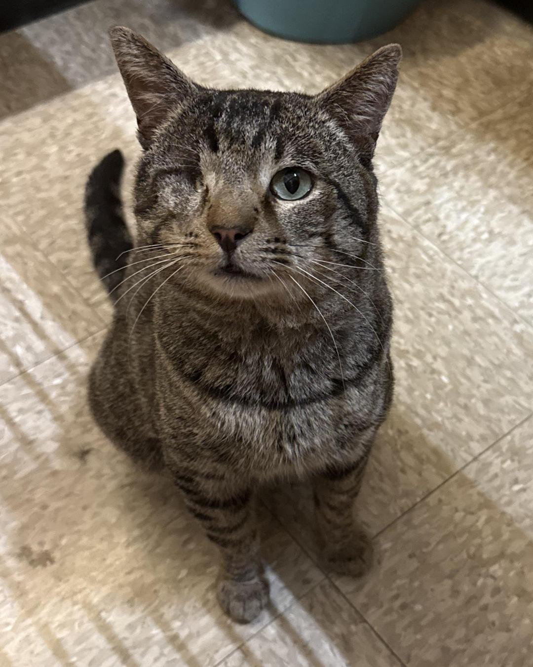 Captain Jack, ADOPTABLE, Young Male Tabby & Domestic Short Hair.