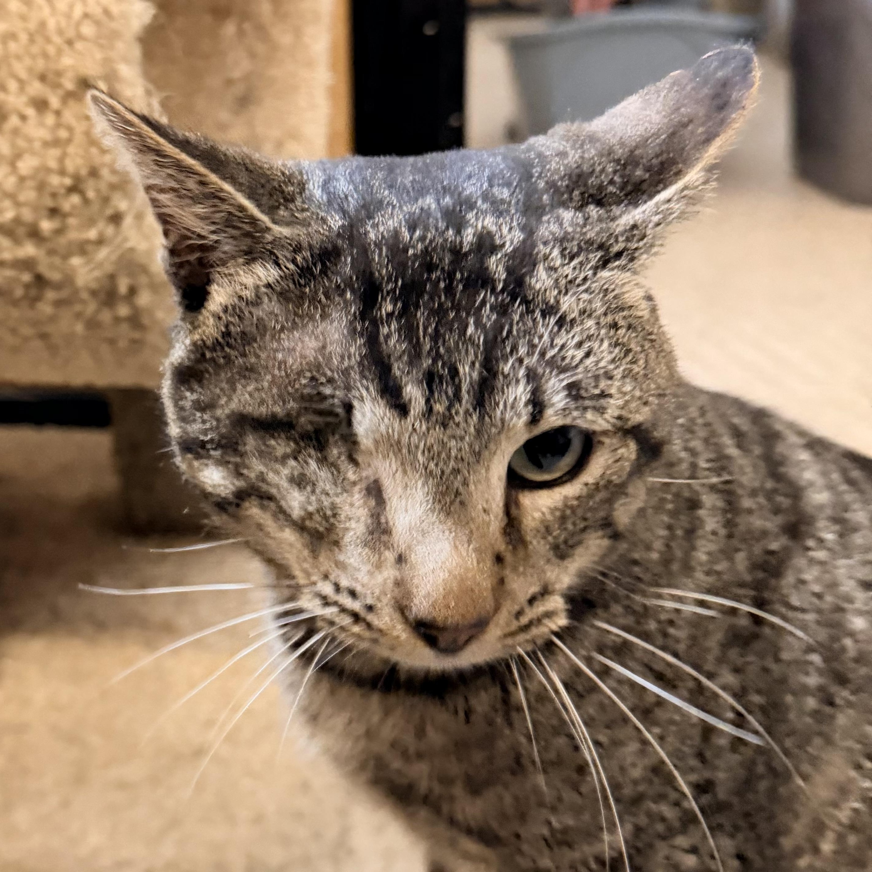 Enlarge Captain Jack, a ADOPTABLE mixed breed in El Segundo, CA image 3/4