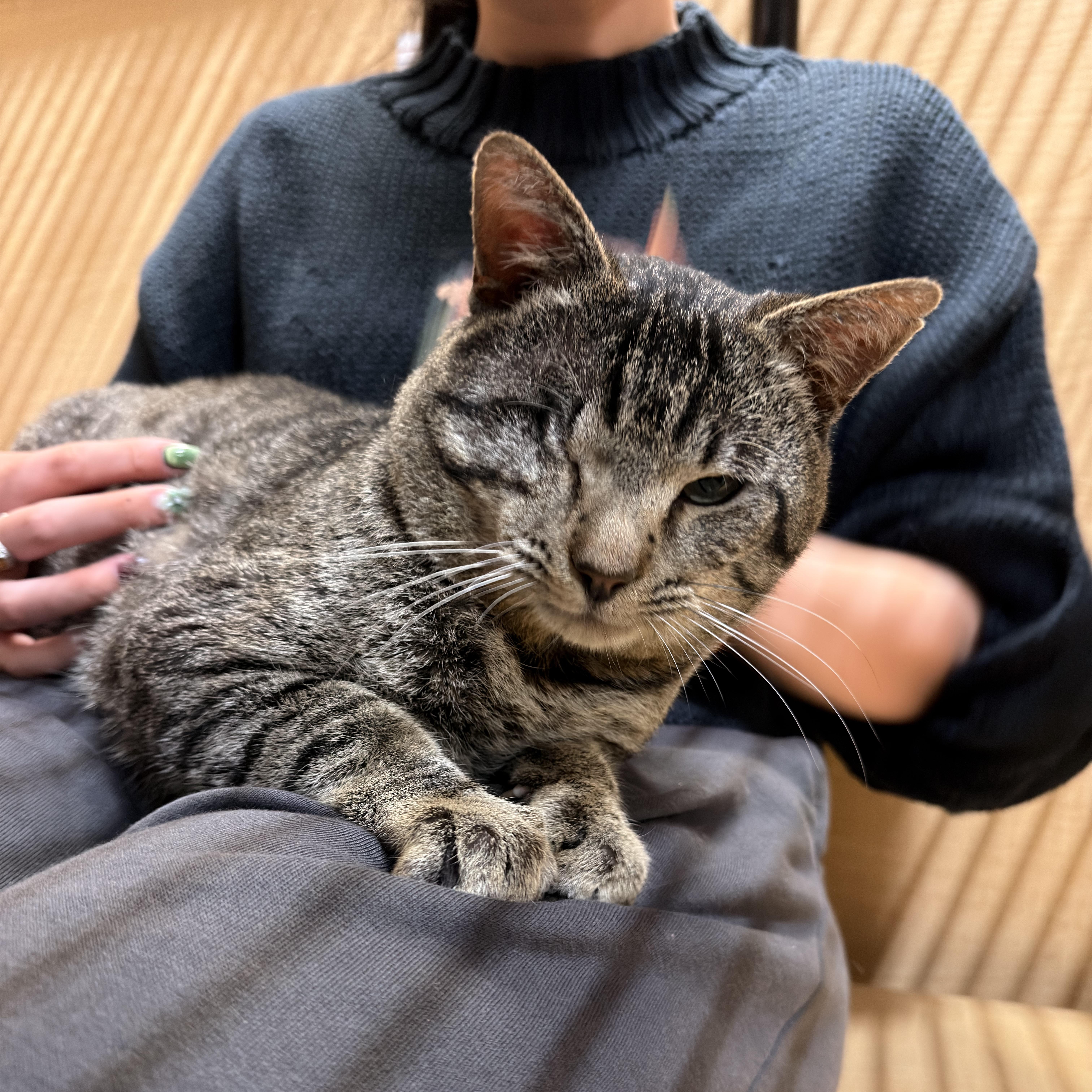 Enlarge Captain Jack, a ADOPTABLE mixed breed in El Segundo, CA image 3/6