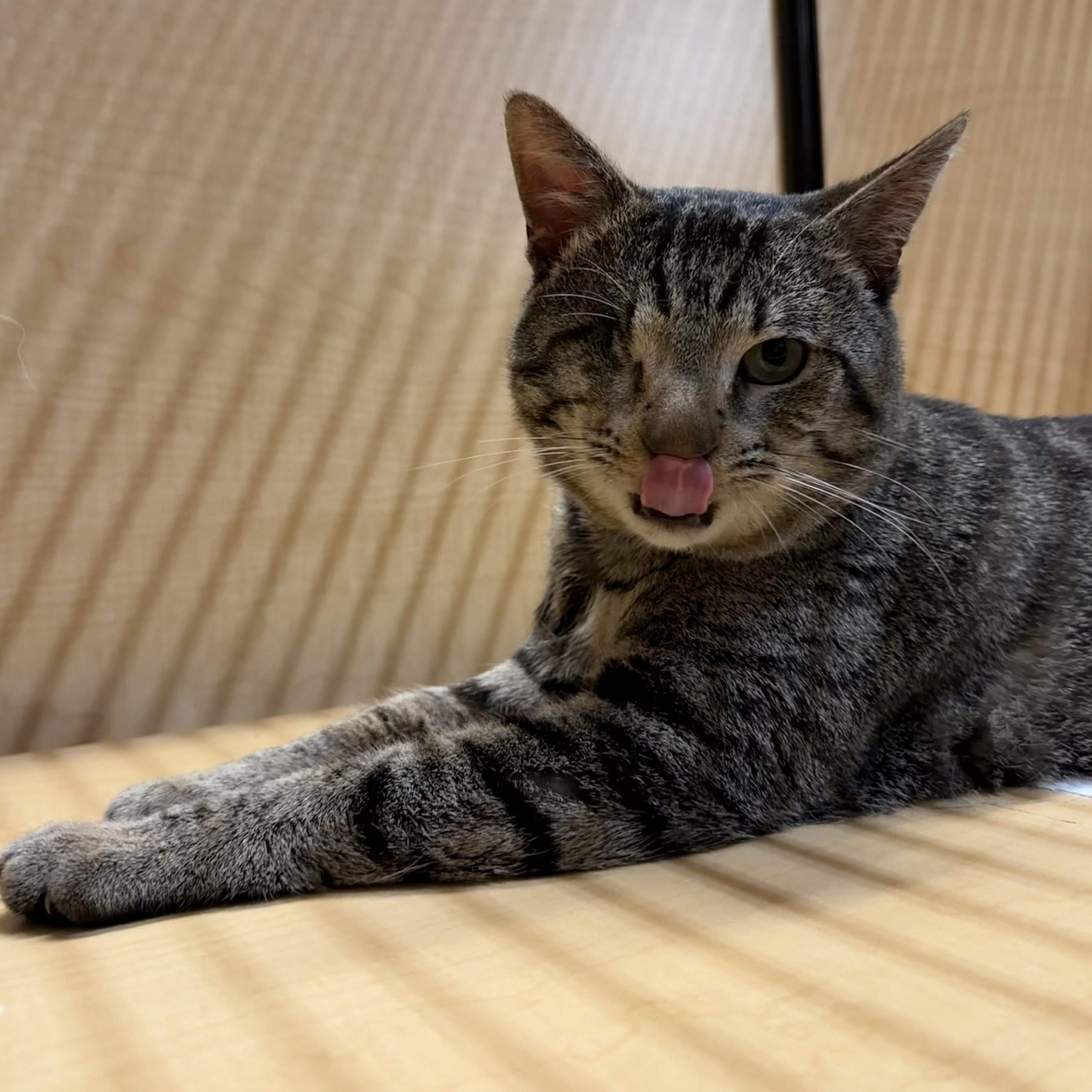 Enlarge Captain Jack, a ADOPTABLE mixed breed in El Segundo, CA image 2/6