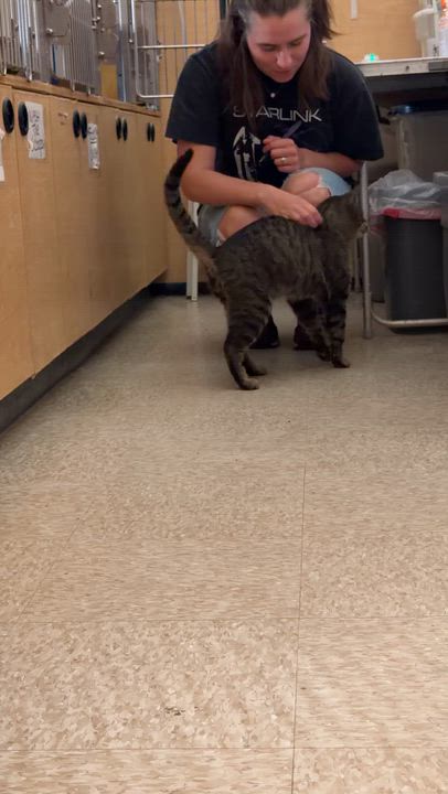 Enlarge Captain Jack, a ADOPTABLE mixed breed in El Segundo, CA video 4/4