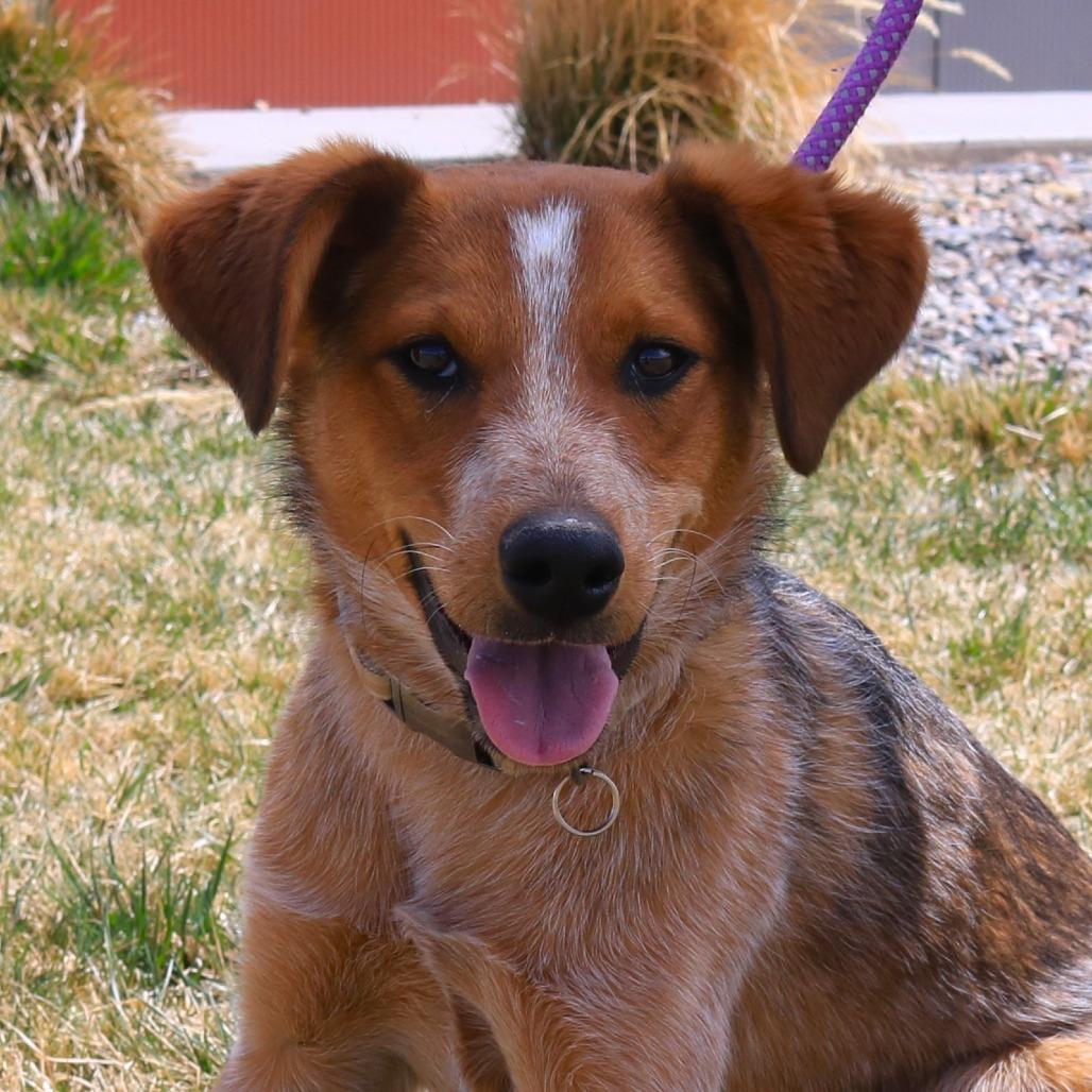 Rhodi (Rodeo King (25-3Y-1)), Adoptable, Young Male Cattle Dog.