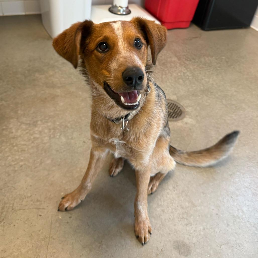 Enlarge Rhodi (Rodeo King (25-3Y-1)), a Adoptable Cattle Dog in Rifle, CO image 2/6