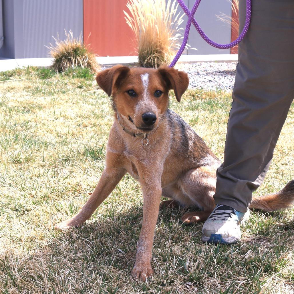 Enlarge Rhodi (Rodeo King (25-3Y-1)), a Adoptable Cattle Dog in Rifle, CO image 3/6