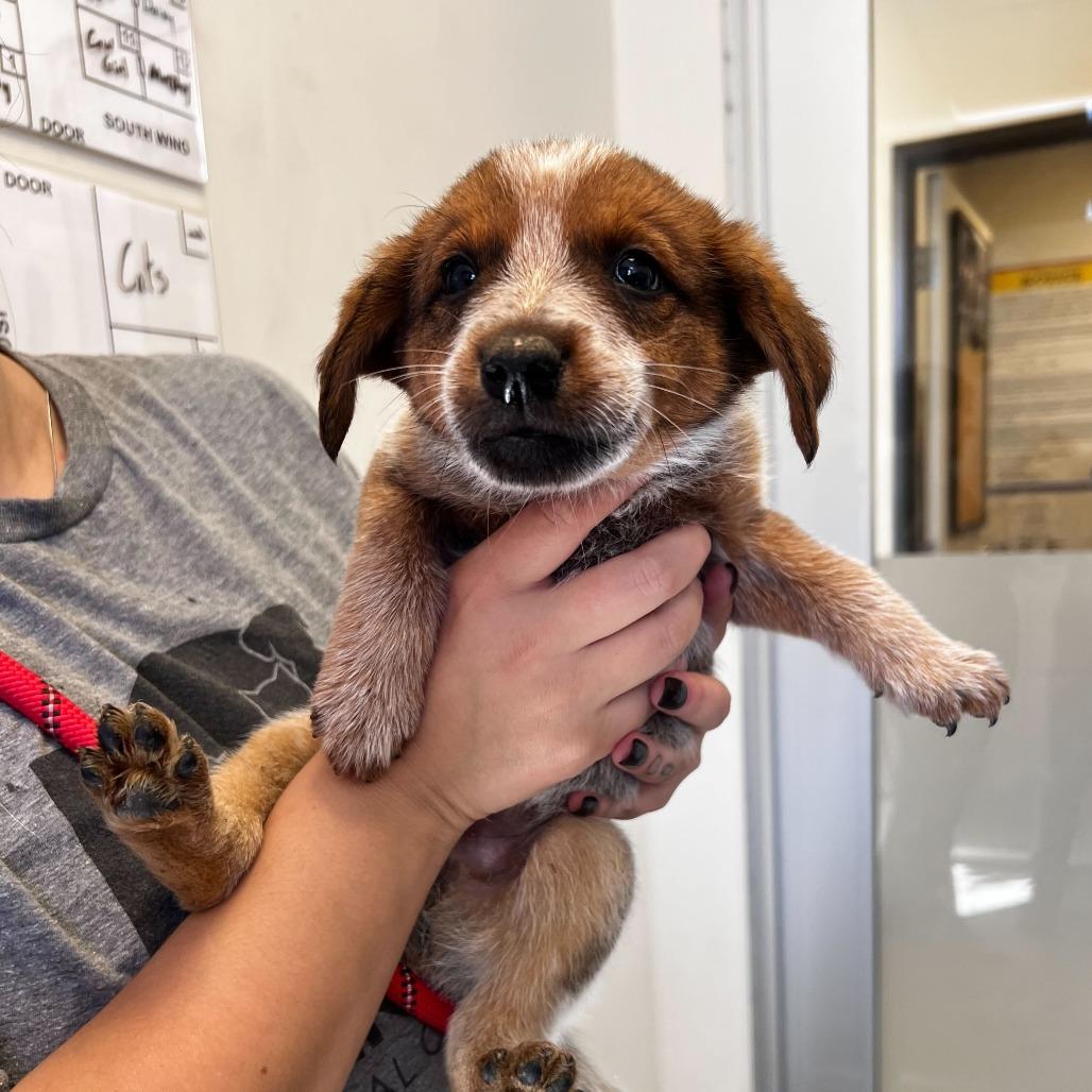 Enlarge Rhodi (Rodeo King (25-3Y-1)), a Adoptable Cattle Dog in Rifle, CO image 4/6