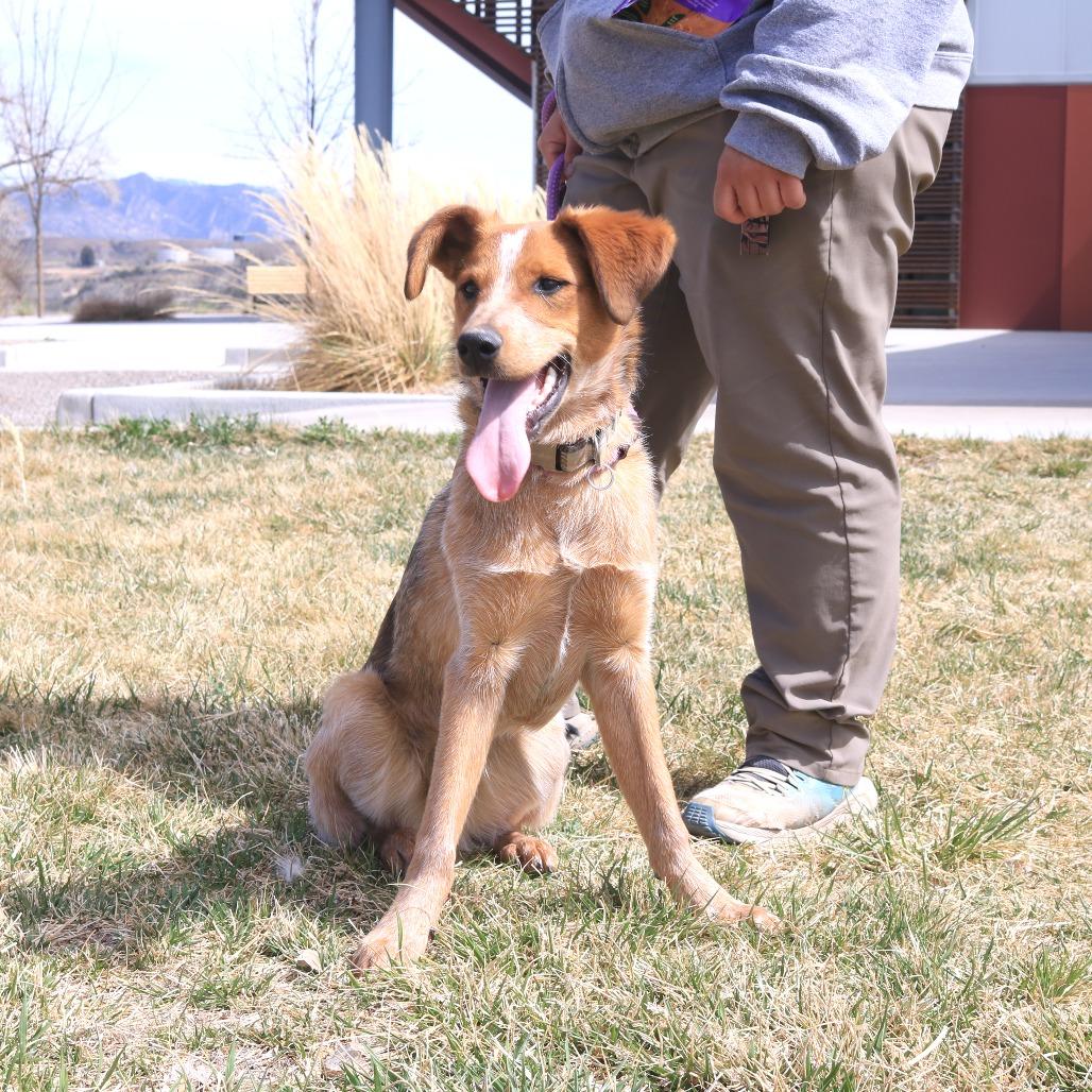 Enlarge Rhodi (Rodeo King (25-3Y-1)), a Adoptable Cattle Dog in Rifle, CO image 5/6