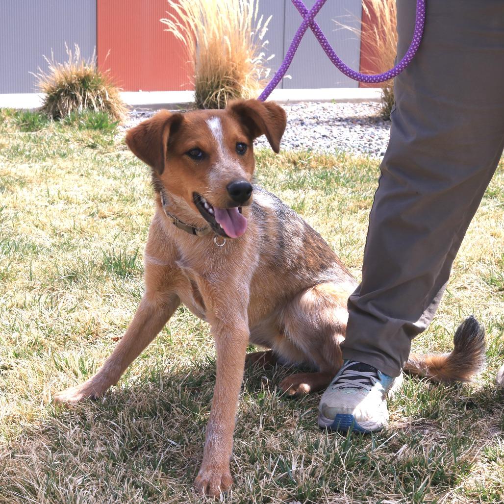 Enlarge Rhodi (Rodeo King (25-3Y-1)), a Adoptable Cattle Dog in Rifle, CO image 6/6