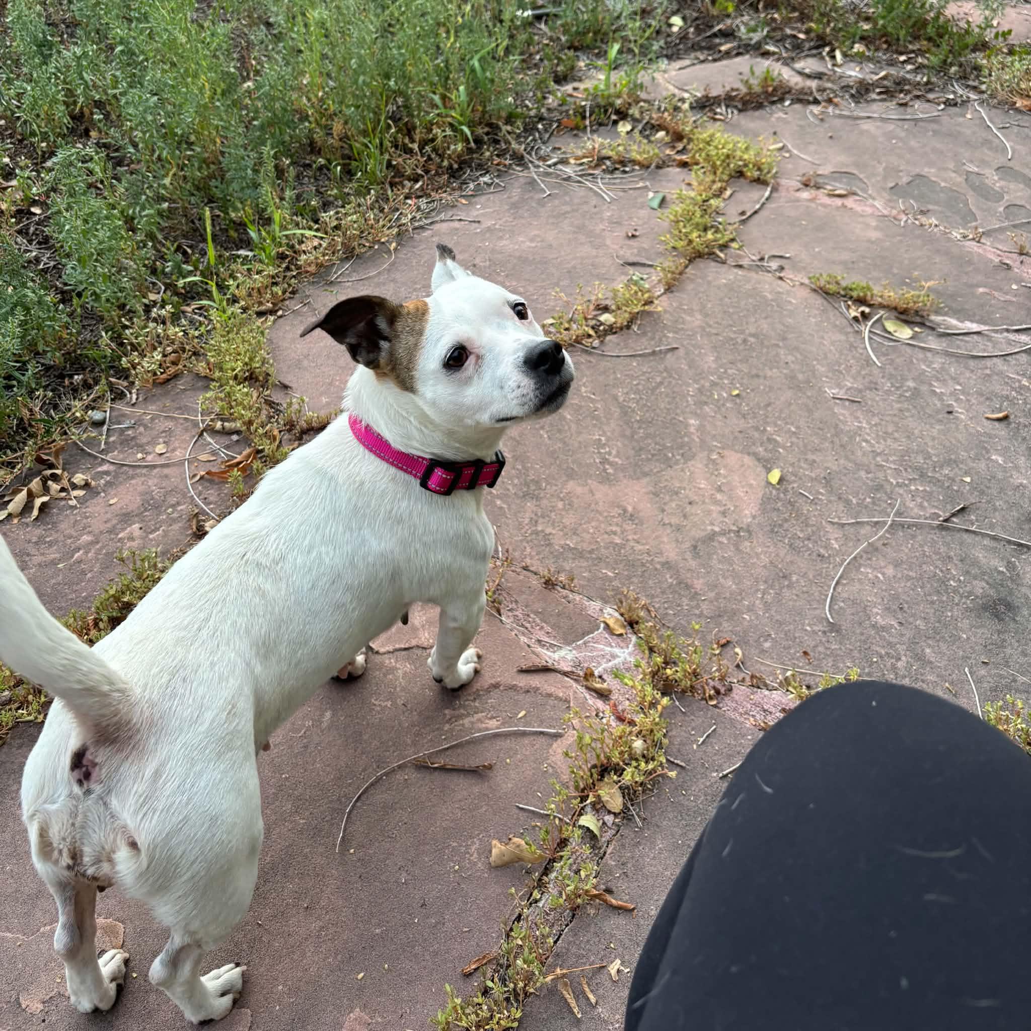 Enlarge Miley, a ADOPTABLE mixed breed in Boulder, CO image 4/6