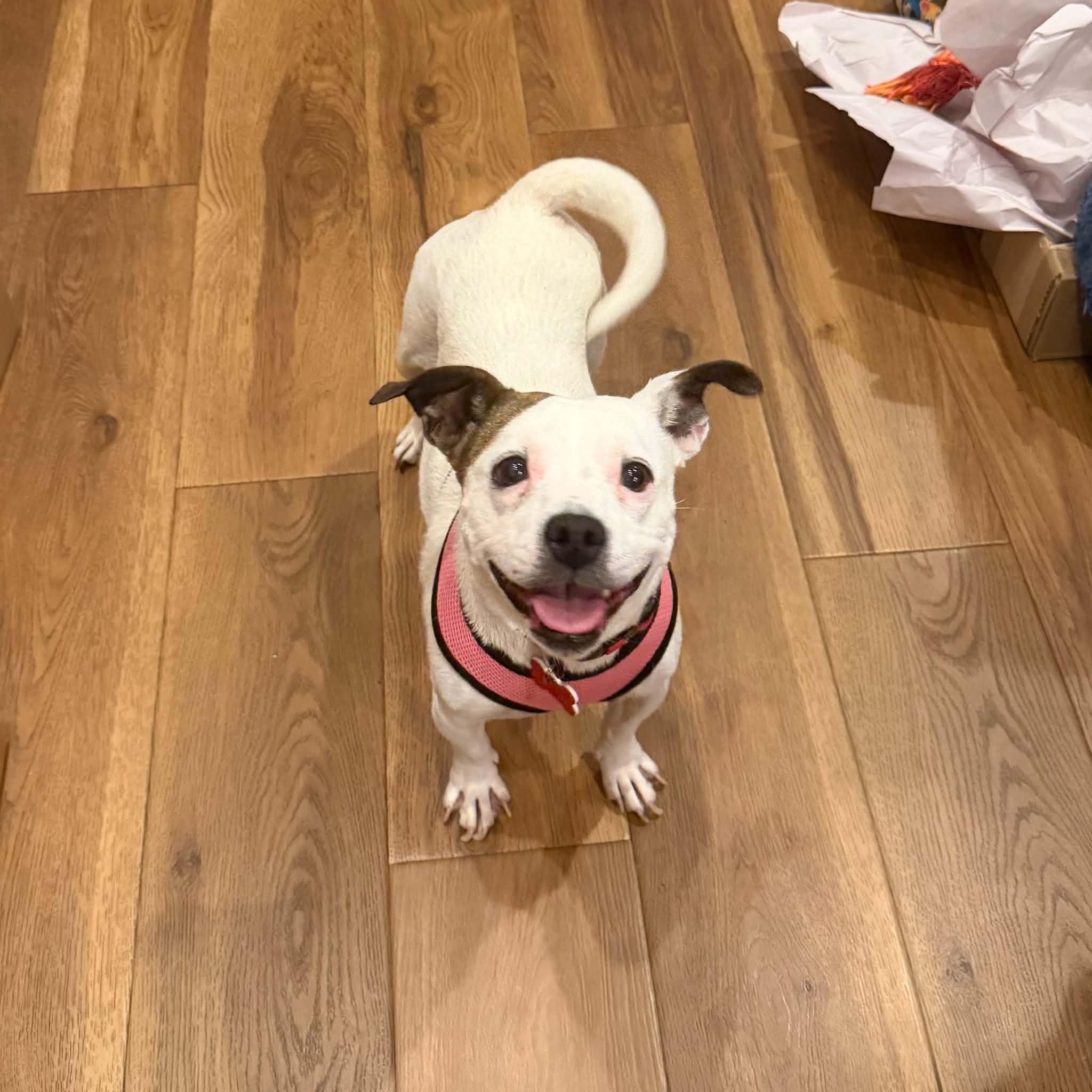 Miley, ADOPTABLE, Young Female Jack Russell Terrier & Dachshund.