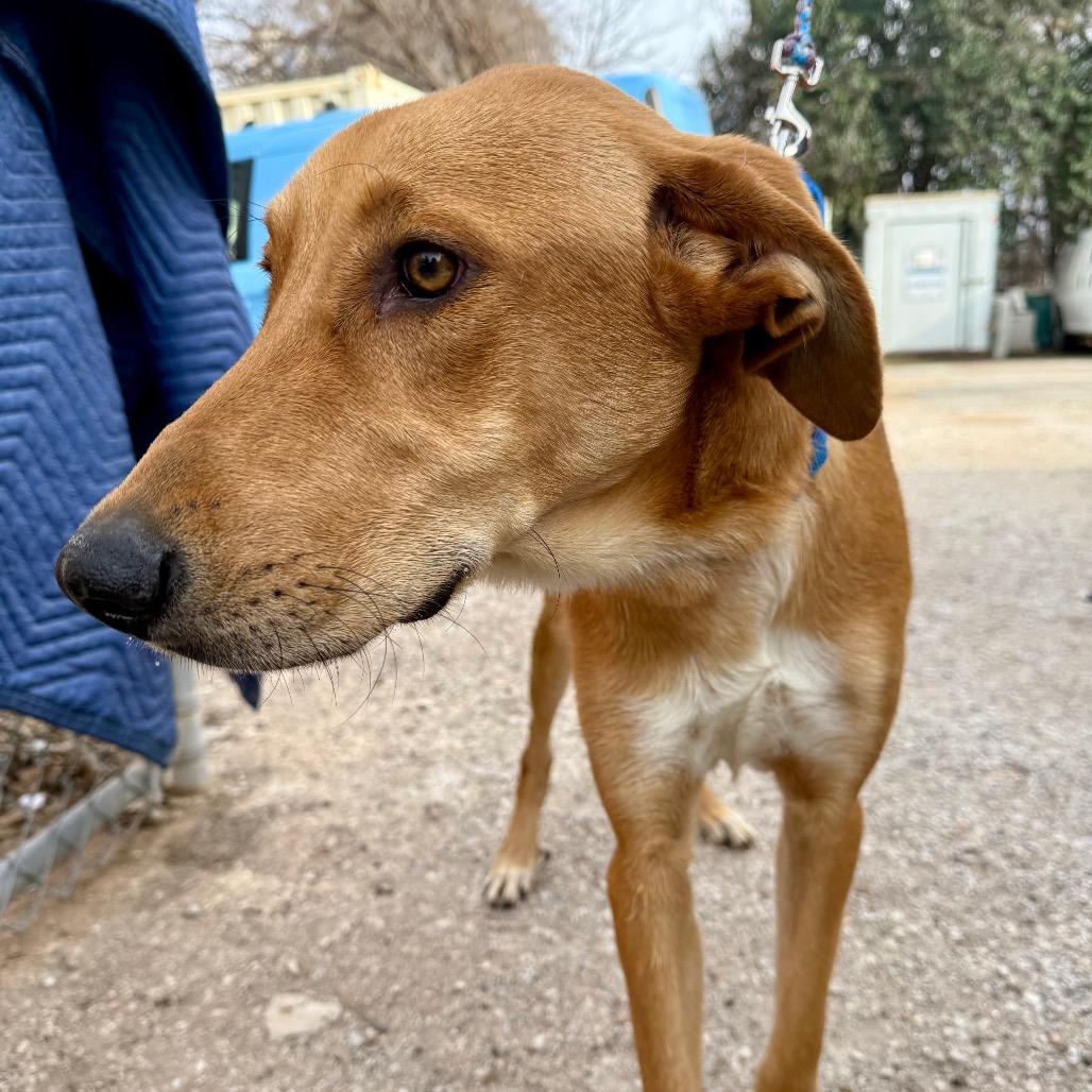 Hanker Chief thumbnail 2