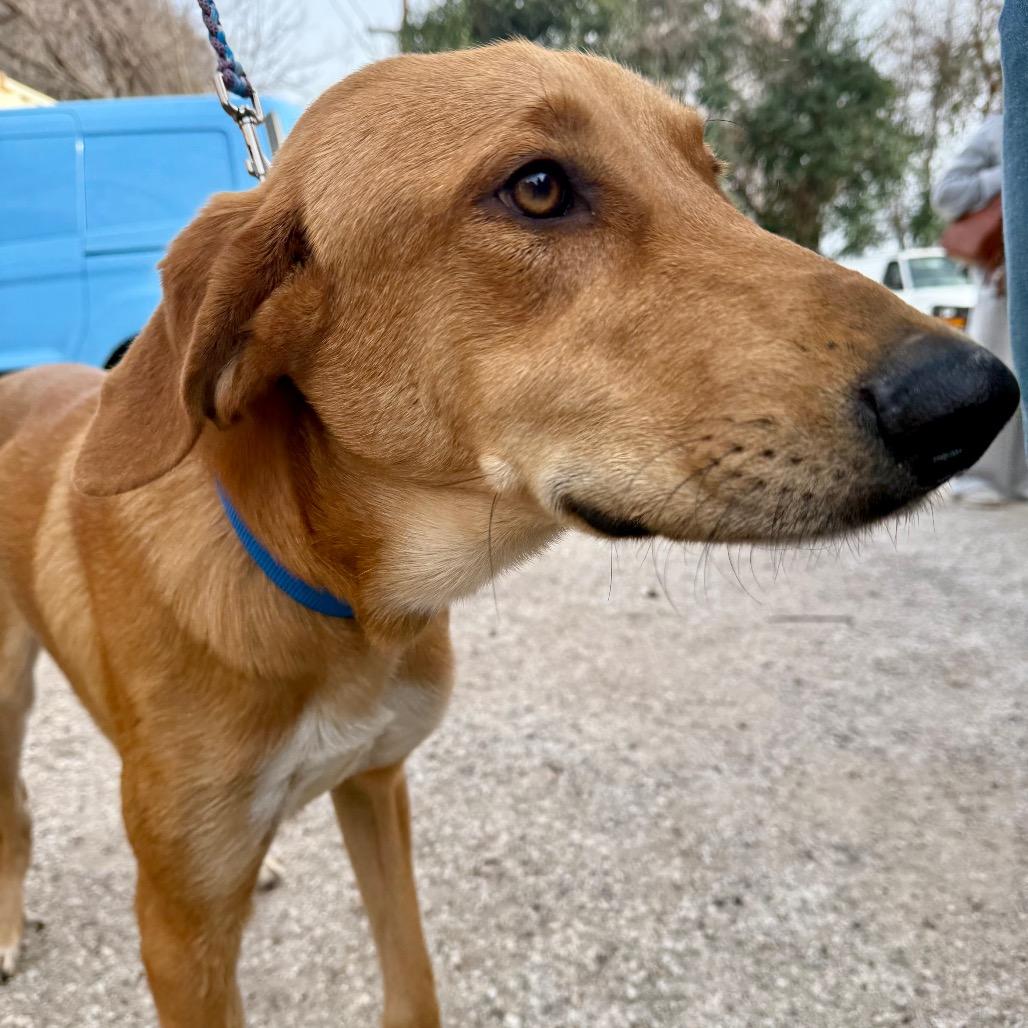 Hanker Chief thumbnail 3