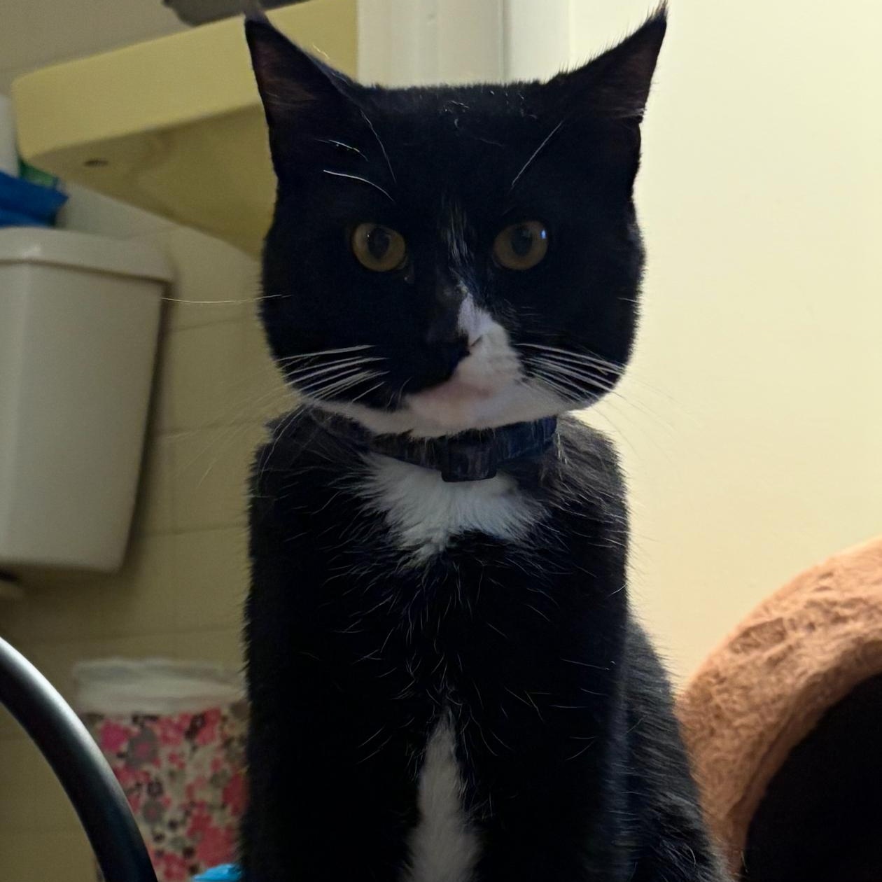 Butcher, a ADOPTABLE Domestic Short Hair in Avon, NY image 2/2