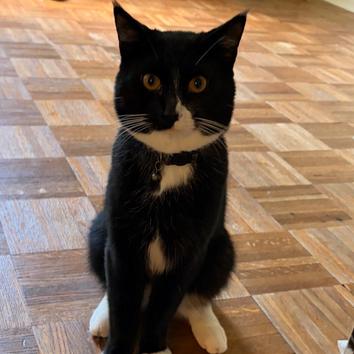 Butcher, a ADOPTABLE Domestic Short Hair in Avon, NY image 1/2