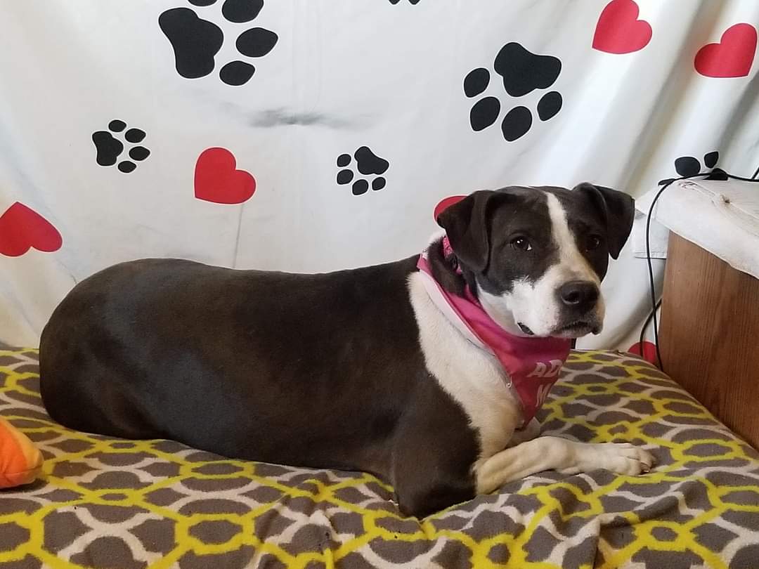 Enlarge Attica, a Adoptable mixed breed in Peru, IN image 2/12