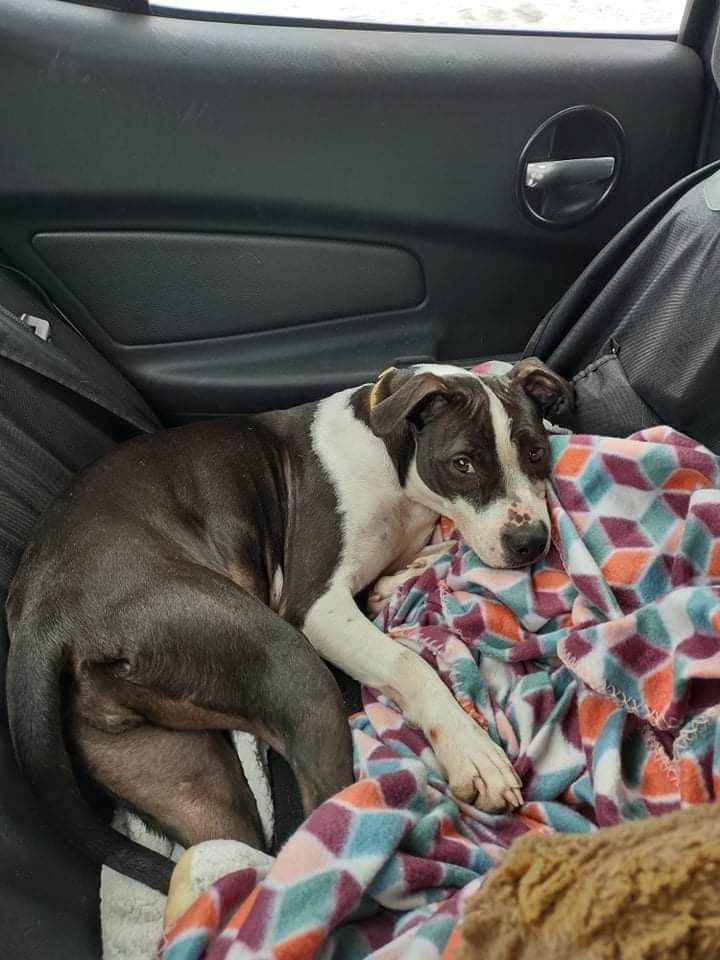 Enlarge Attica, a Adoptable mixed breed in Peru, IN image 3/12