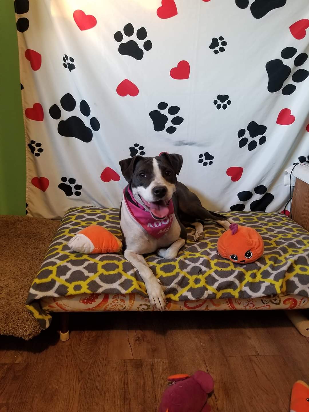 Enlarge Attica, a Adoptable mixed breed in Peru, IN image 5/12