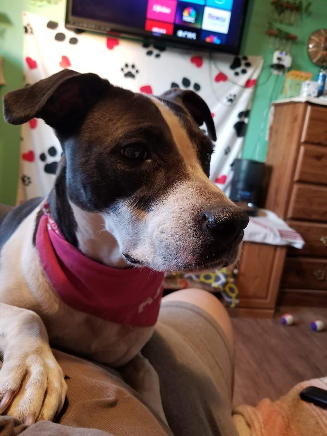 Enlarge Attica, a Adoptable mixed breed in Peru, IN image 8/12