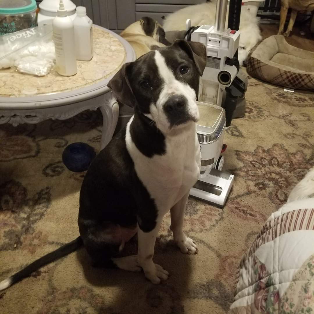 Enlarge Attica, a Adoptable mixed breed in Peru, IN image 9/12