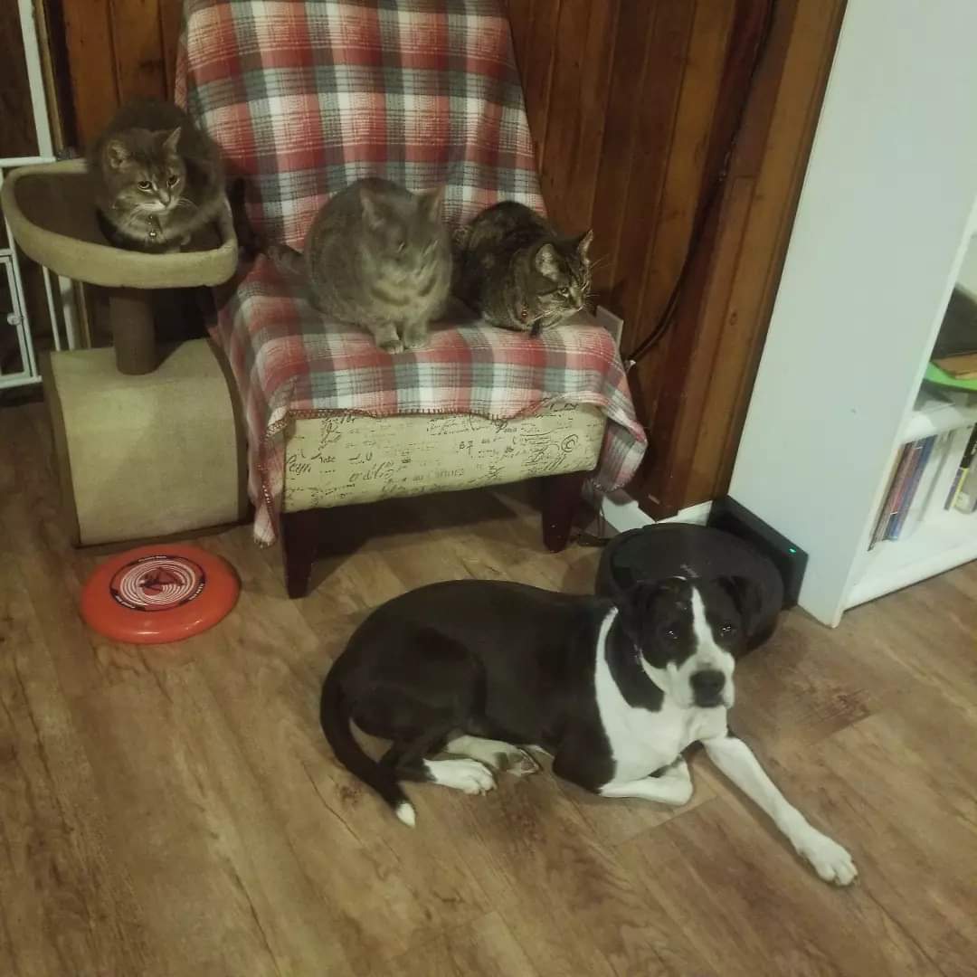 Enlarge Attica, a Adoptable mixed breed in Peru, IN image 11/12