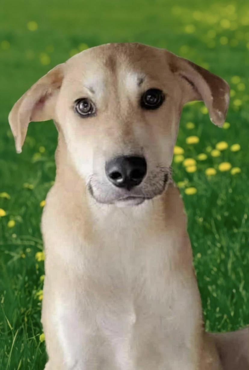 Enlarge Percy, a Adoptable mixed breed in Oceanside, CA image 1/1