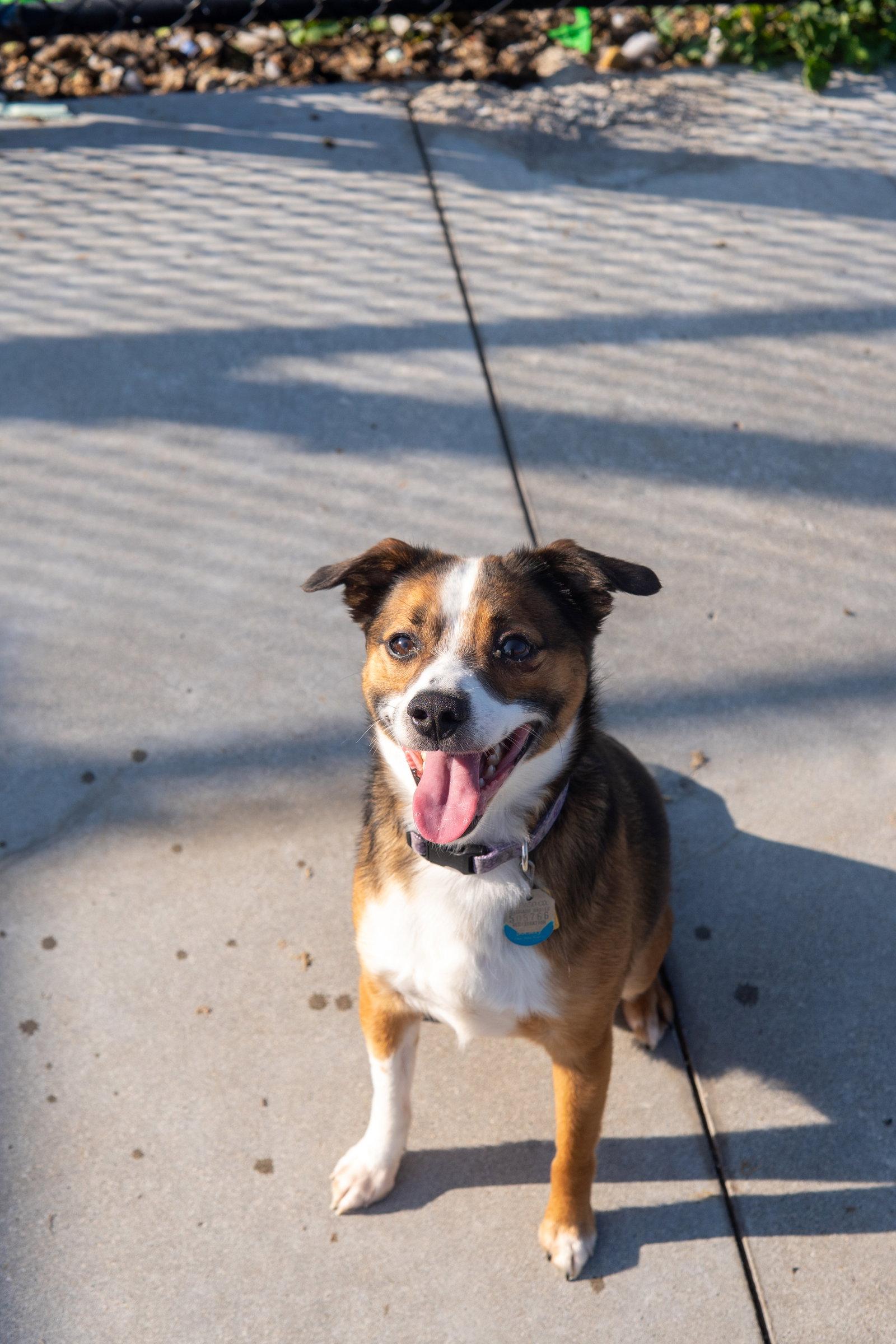 Football, Adopted, Adult Male Terrier.
