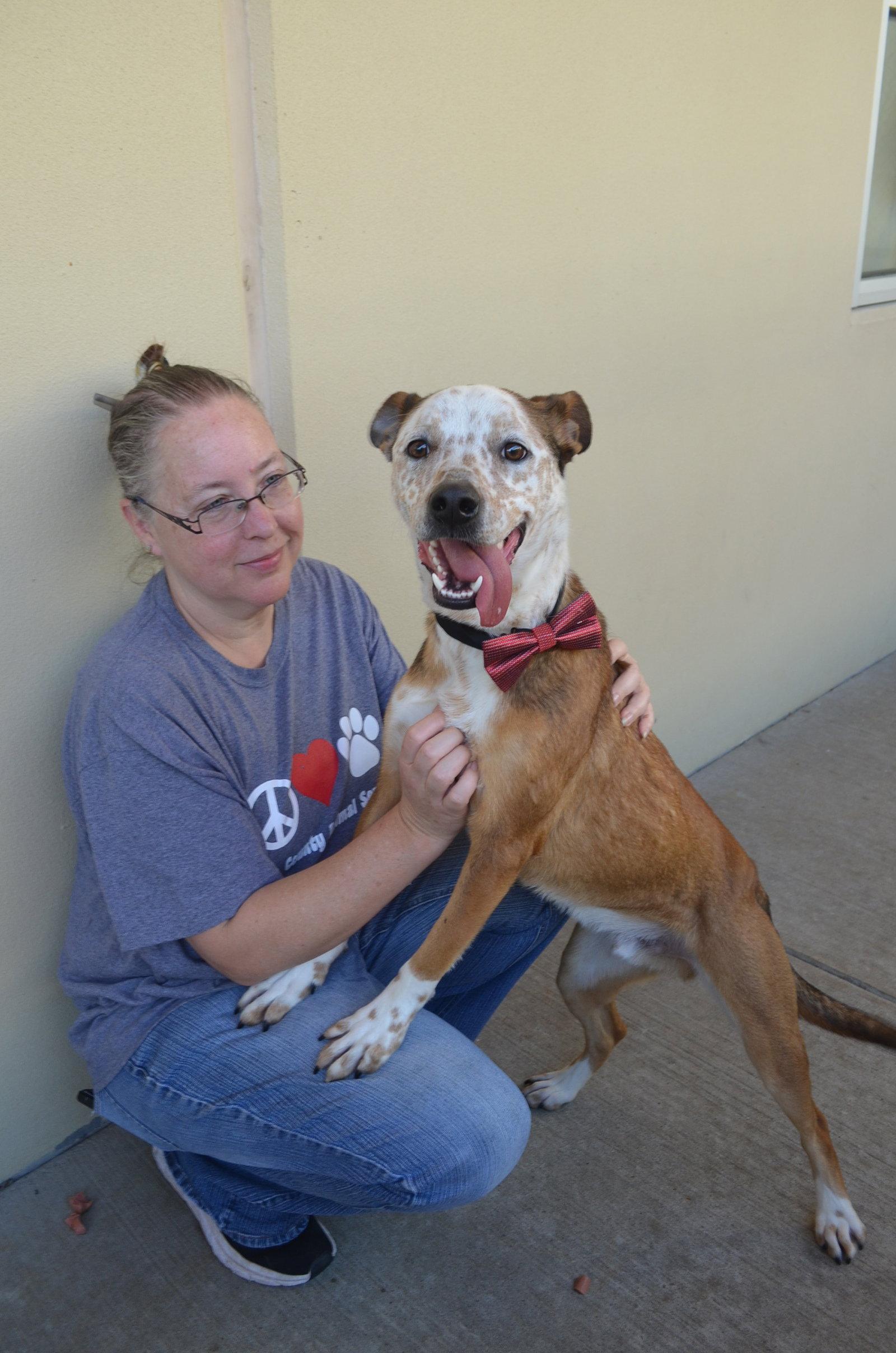 Coda, a Adoptable Australian Cattle Dog / Blue Heeler in McKinney, TX image 2/3