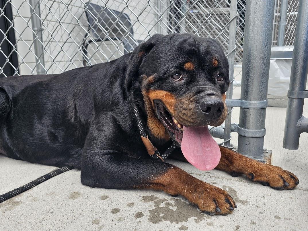 Roxanne Riley, a Adoptable Rottweiler in Lincoln, NE image 1/5
