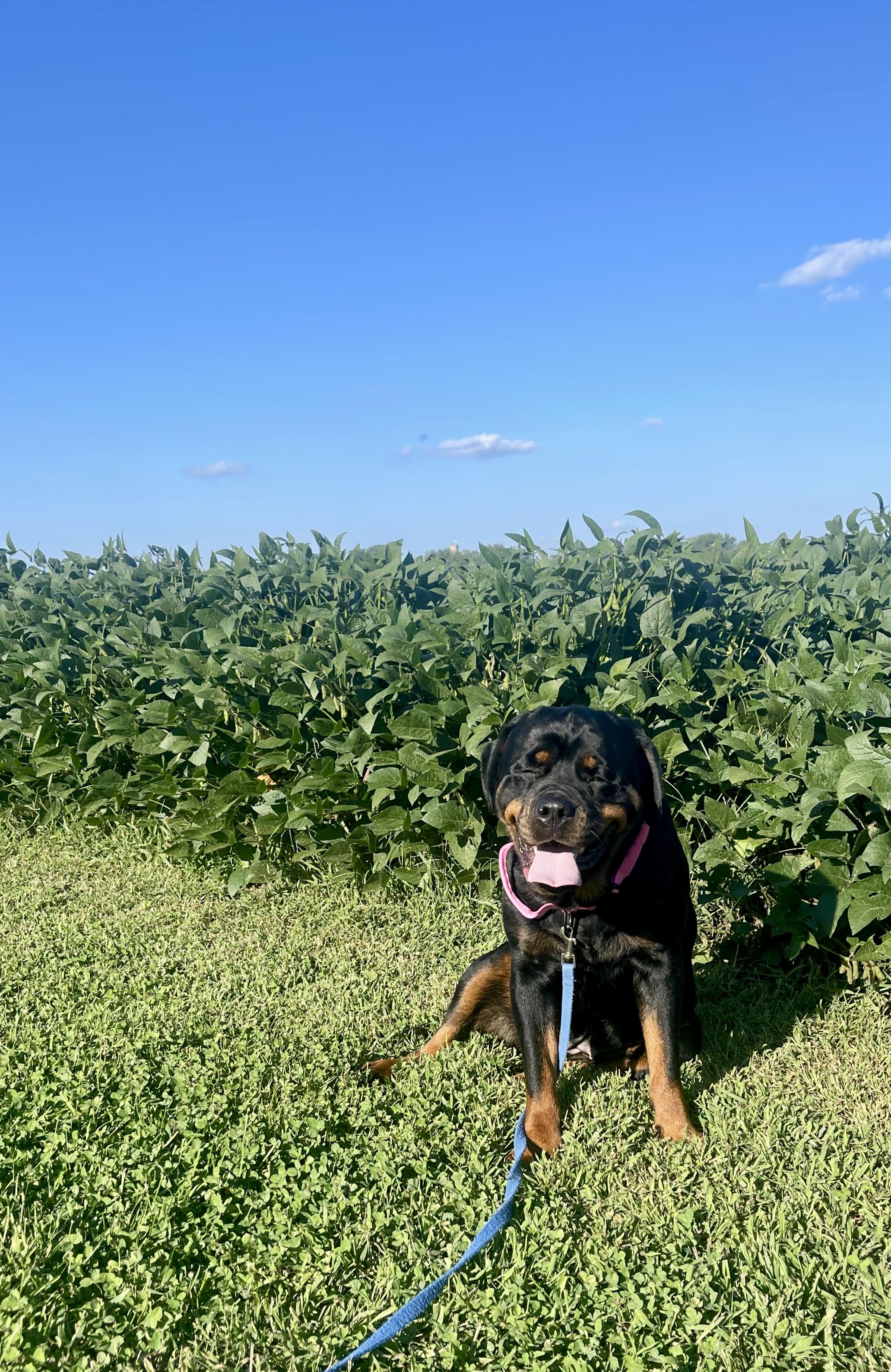 Roxanne Riley, a Adoptable Rottweiler in Lincoln, NE image 2/5