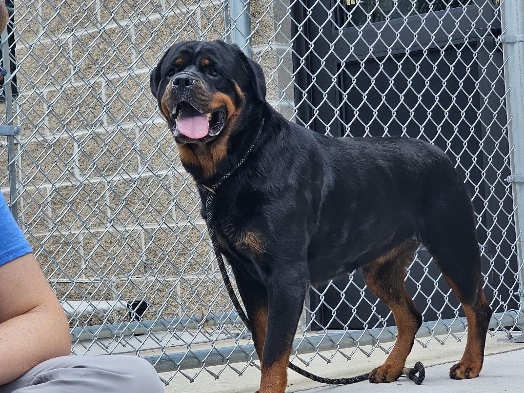 Roxanne Riley, a Adoptable Rottweiler in Lincoln, NE image 4/5