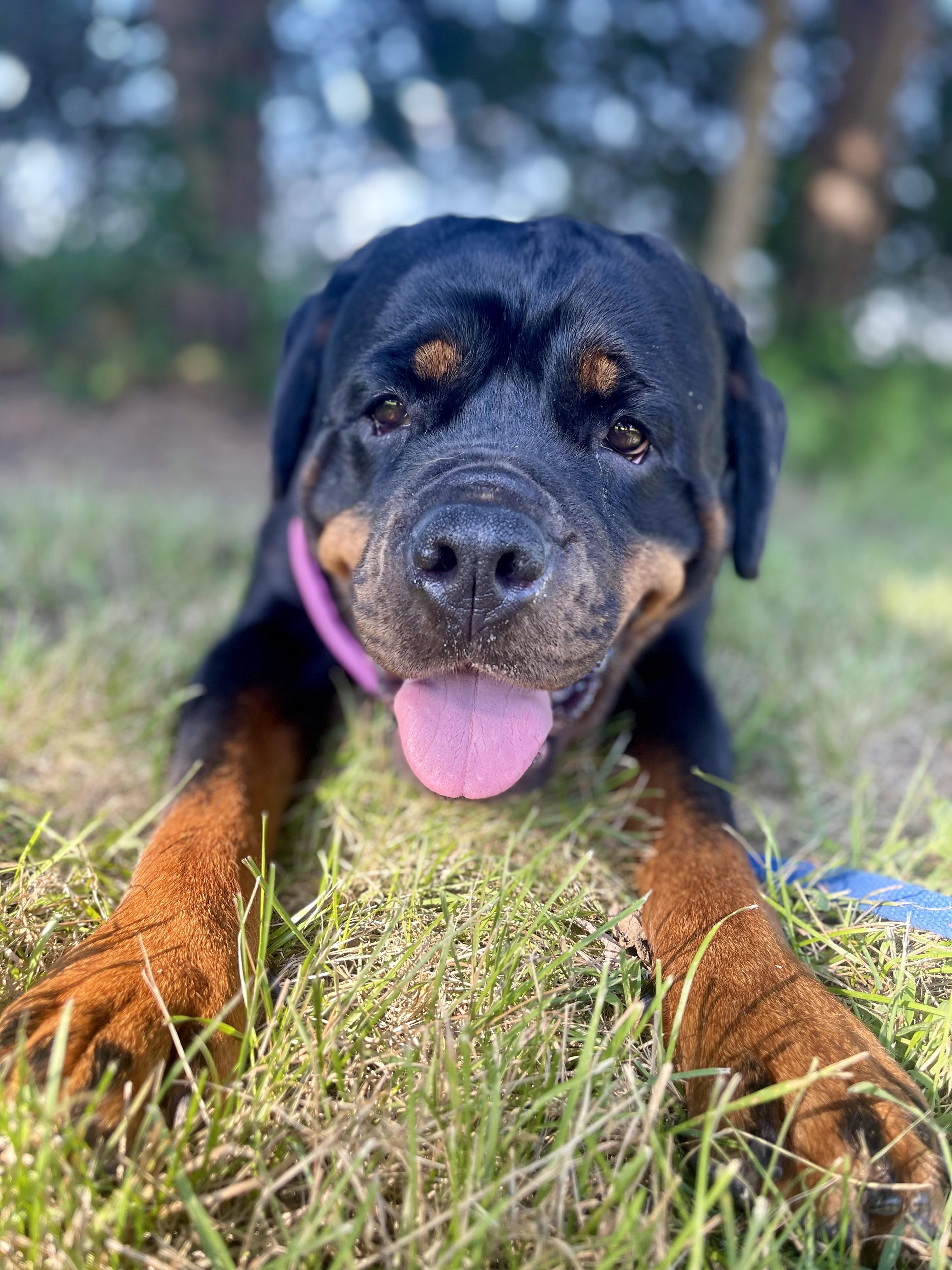 Roxanne Riley, a Adoptable Rottweiler in Lincoln, NE image 5/5