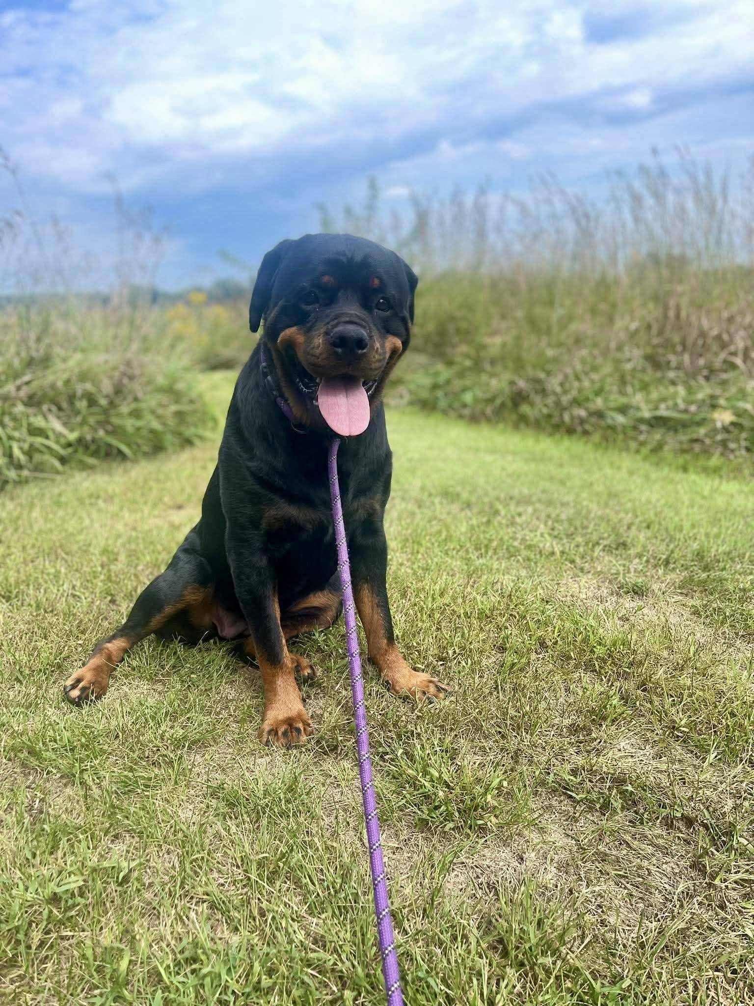 Enlarge Roxanne Riley, a Adoptable Rottweiler in Lincoln, NE image 5/5