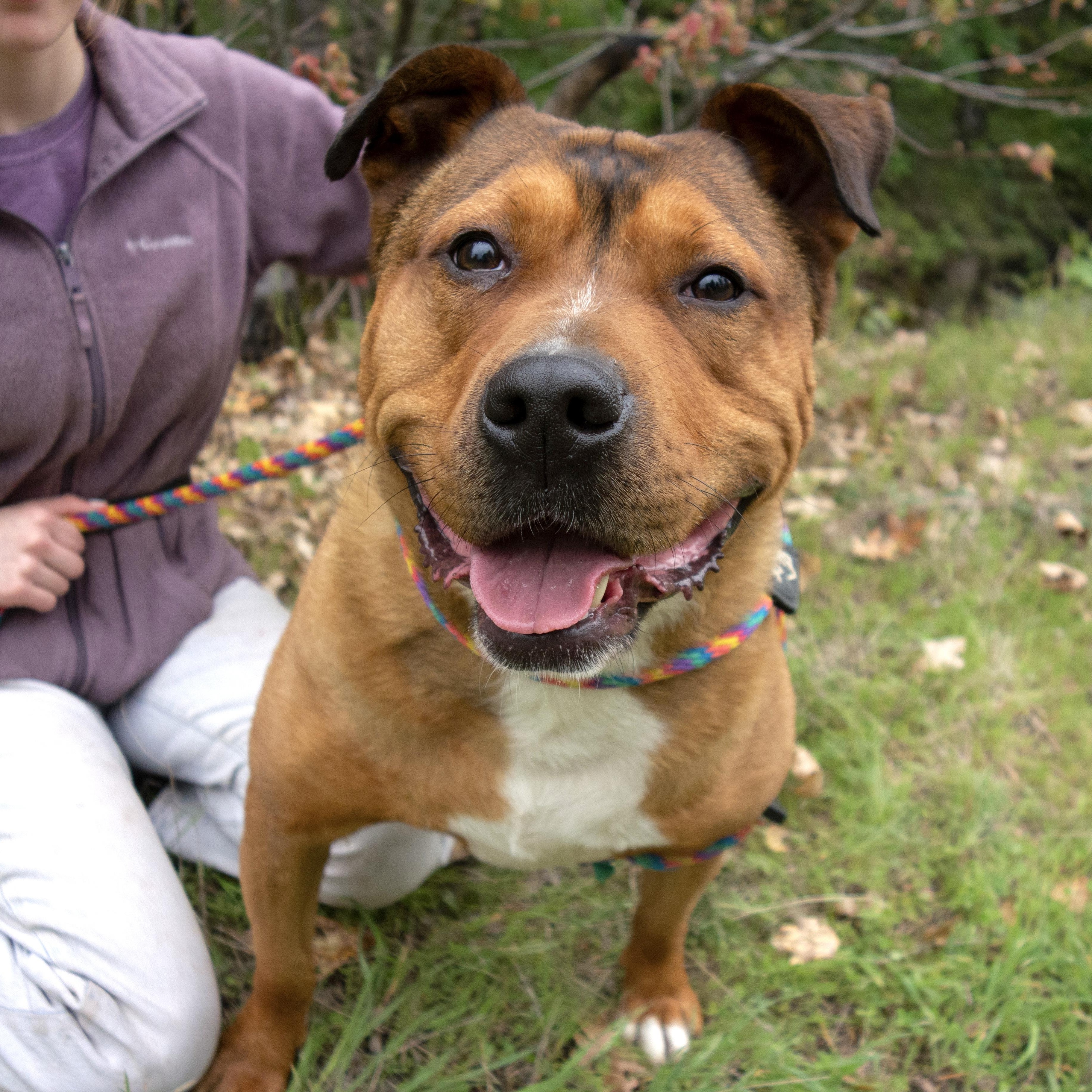 Sarge, an adoptable Pit Bull Terrier, German Shepherd Dog in Fortuna, CA, 95540 | Photo Image 3
