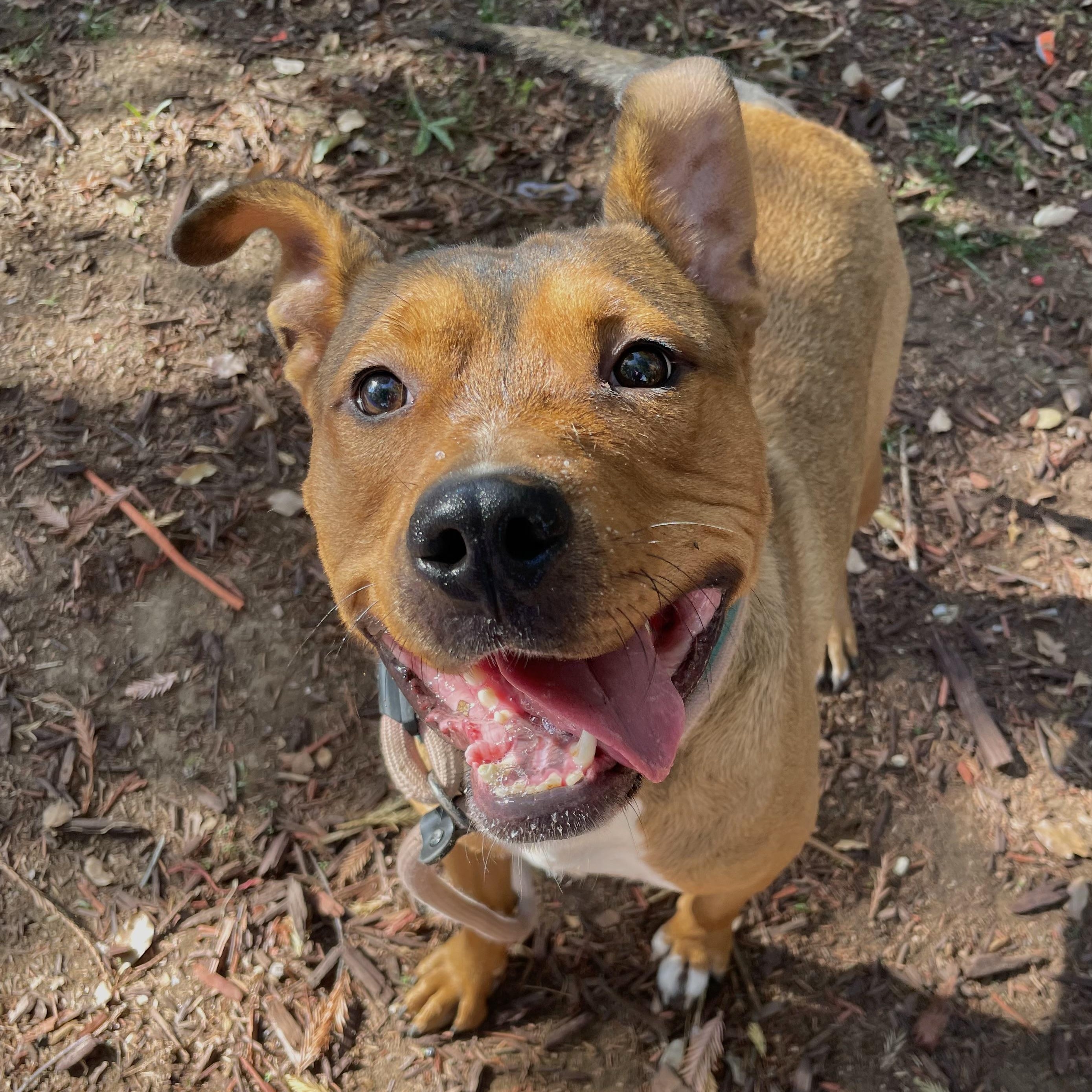 Sarge, an adoptable Pit Bull Terrier, German Shepherd Dog in Fortuna, CA, 95540 | Photo Image 2