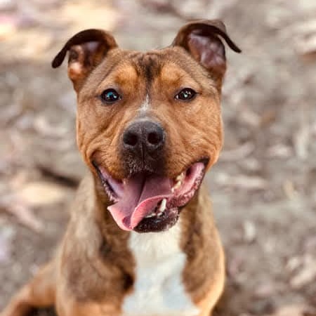 Sarge, an adoptable Pit Bull Terrier, German Shepherd Dog in Fortuna, CA, 95540 | Photo Image 4