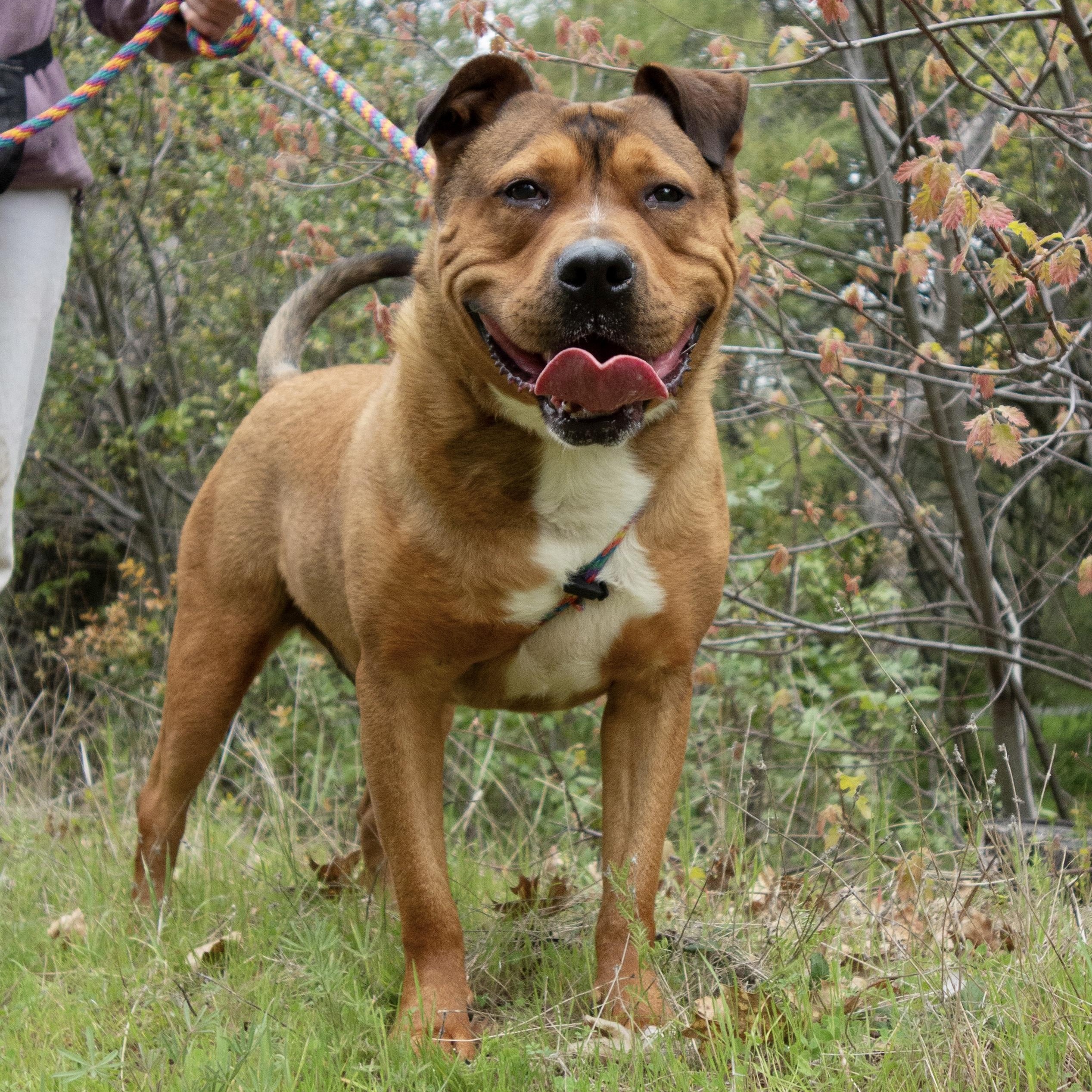 Sarge, an adoptable Pit Bull Terrier, German Shepherd Dog in Fortuna, CA, 95540 | Photo Image 5