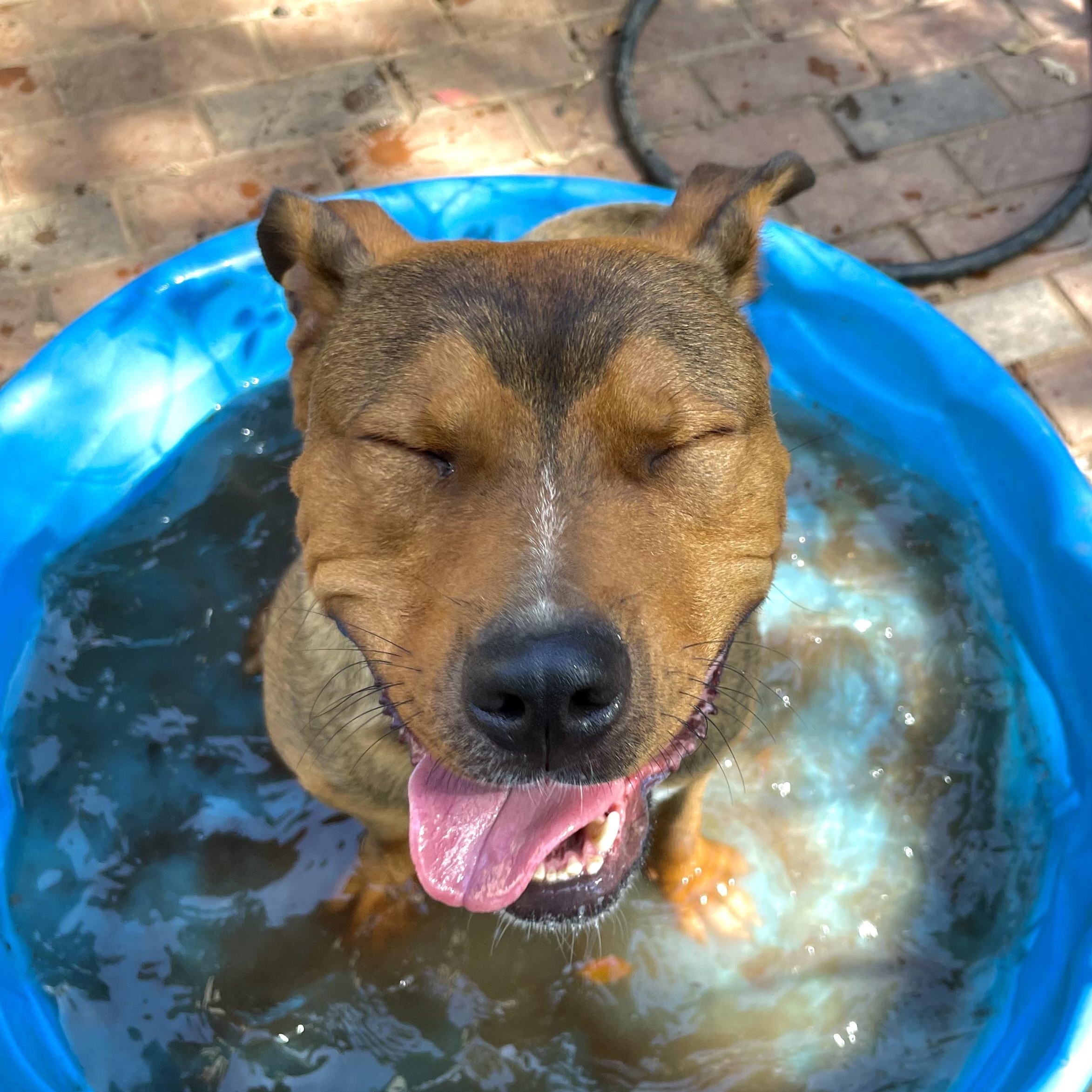 Sarge, Adoptable, Adult Male Pit Bull Terrier & German Shepherd Dog.